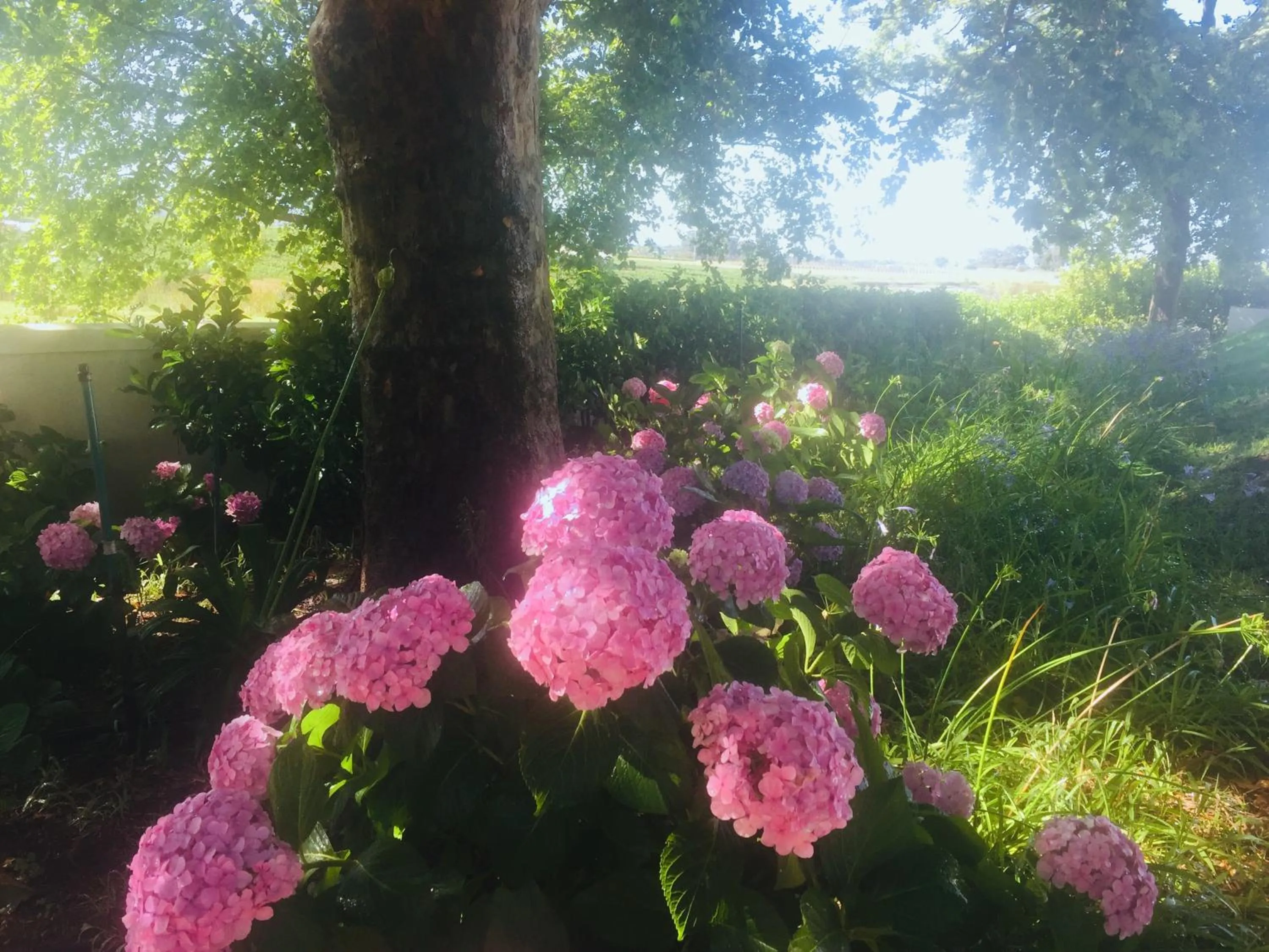 Garden in Klein Welmoed Luxury Guest House