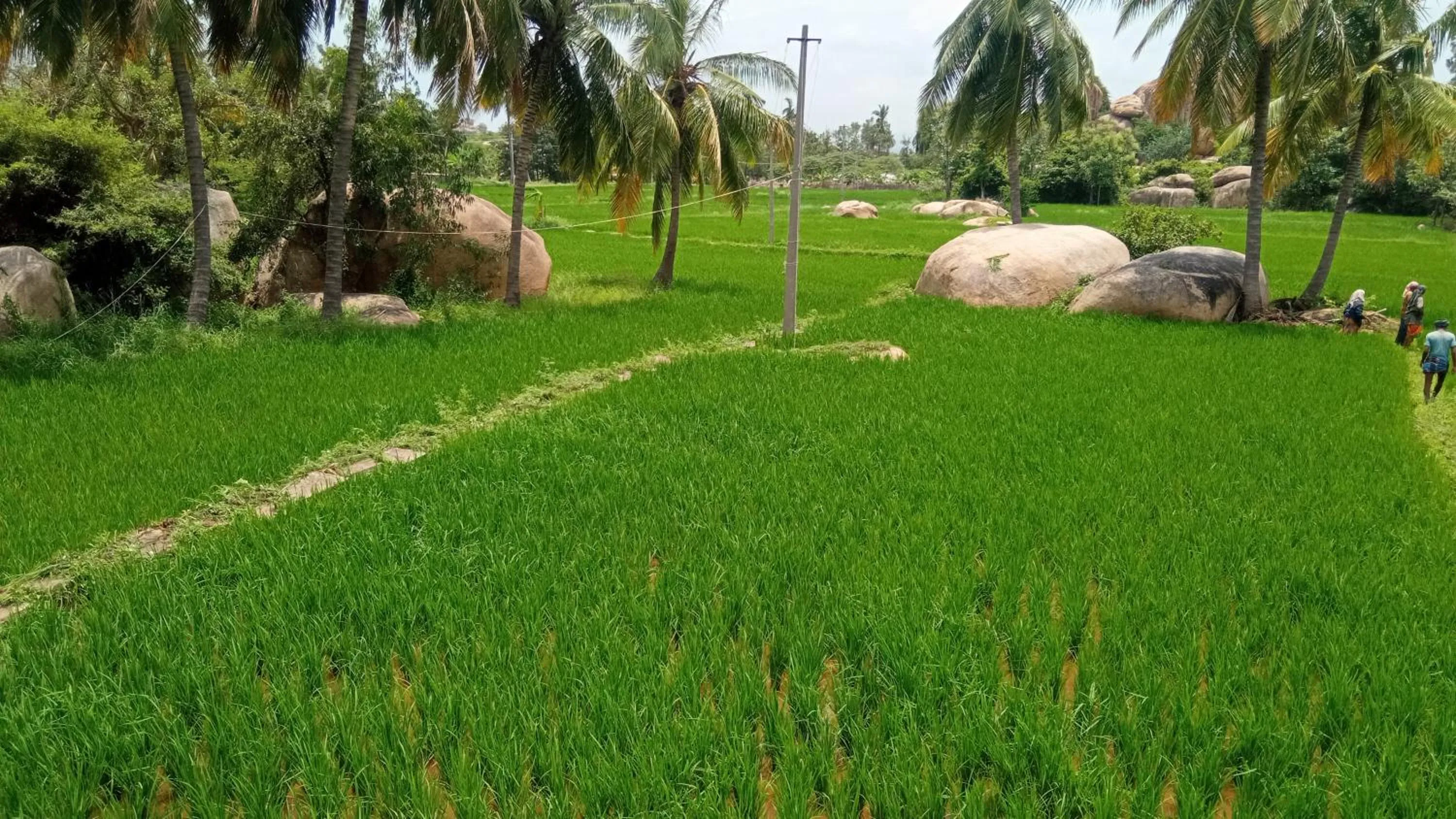 Gopi Plantation Homestay