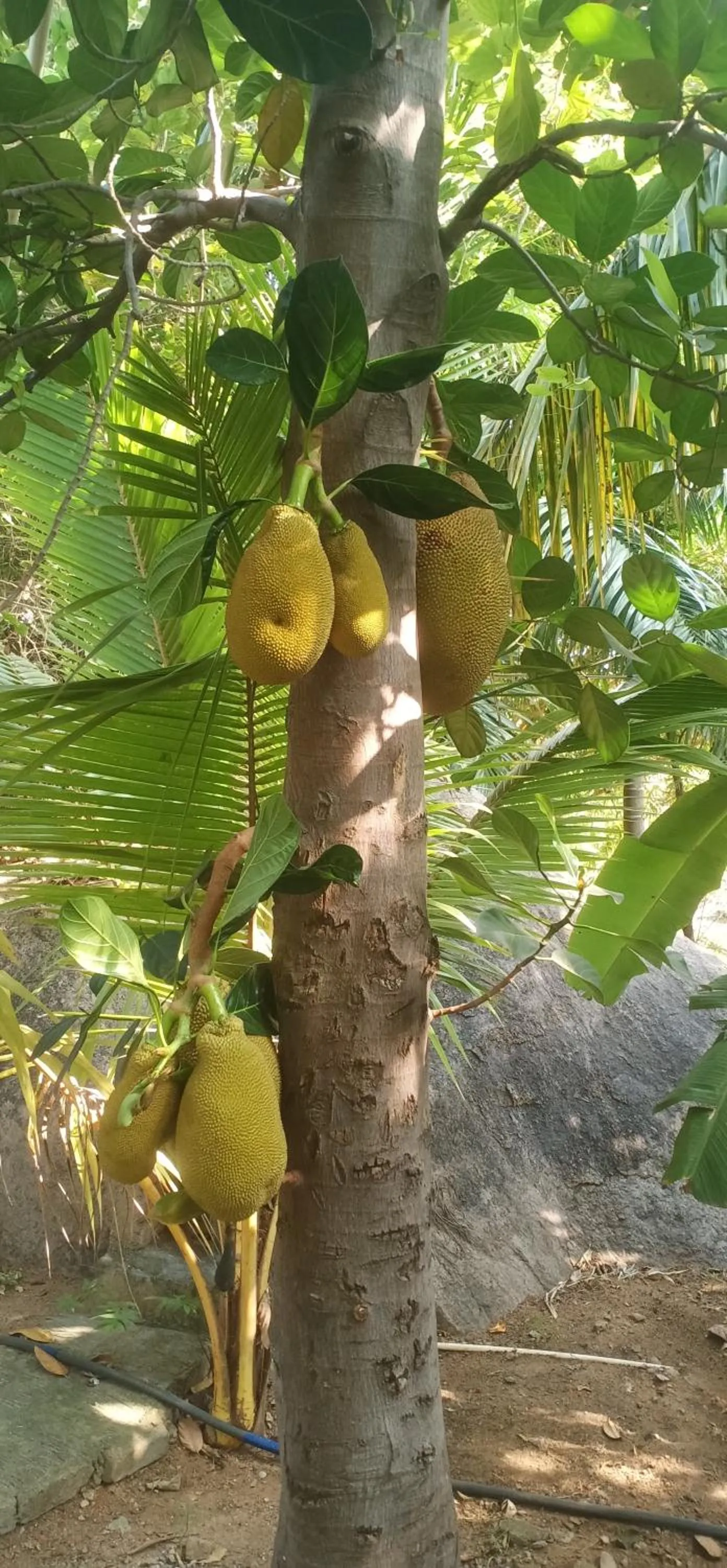 Gopi Plantation Homestay