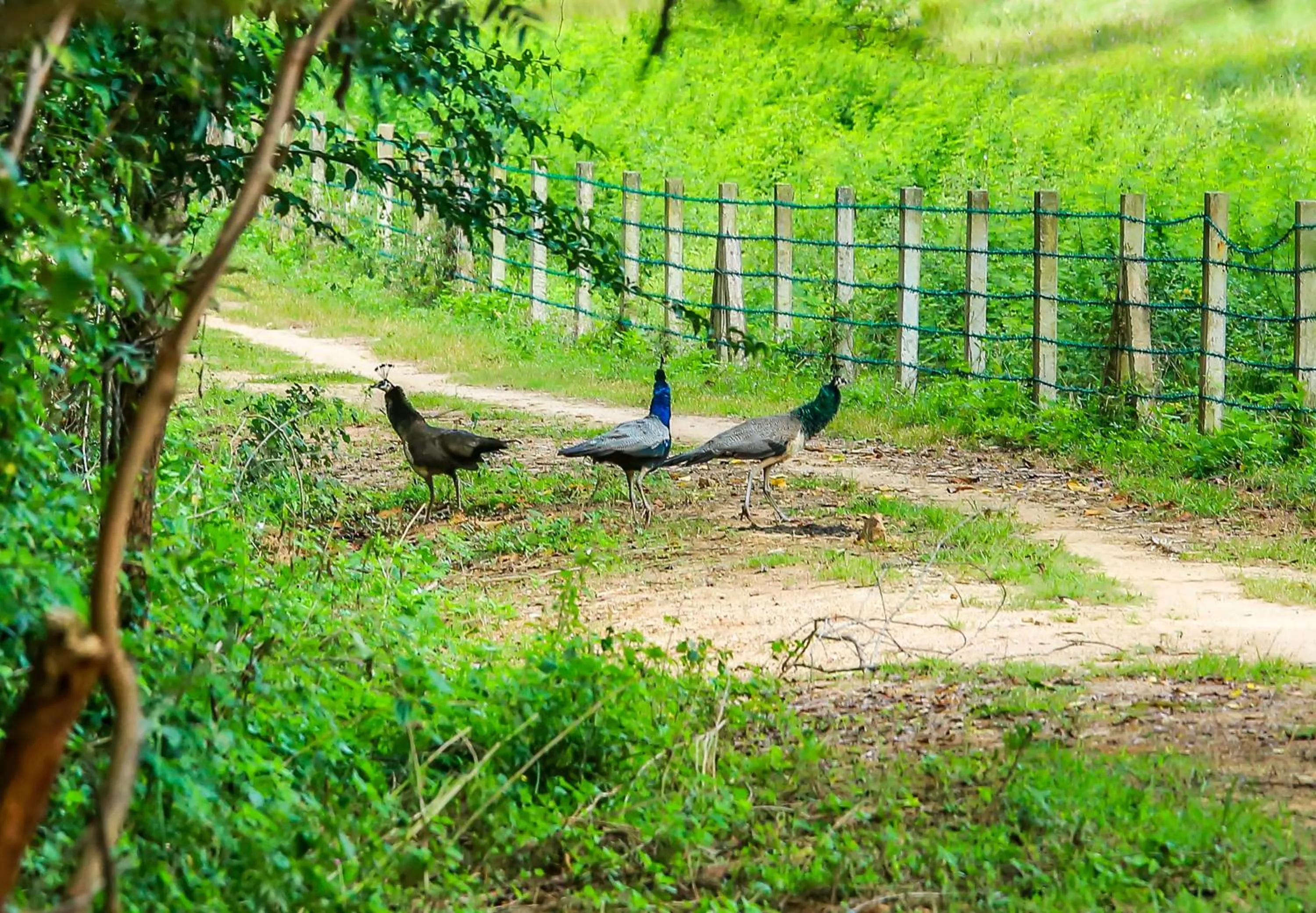 Natural landscape in Doola River Edge