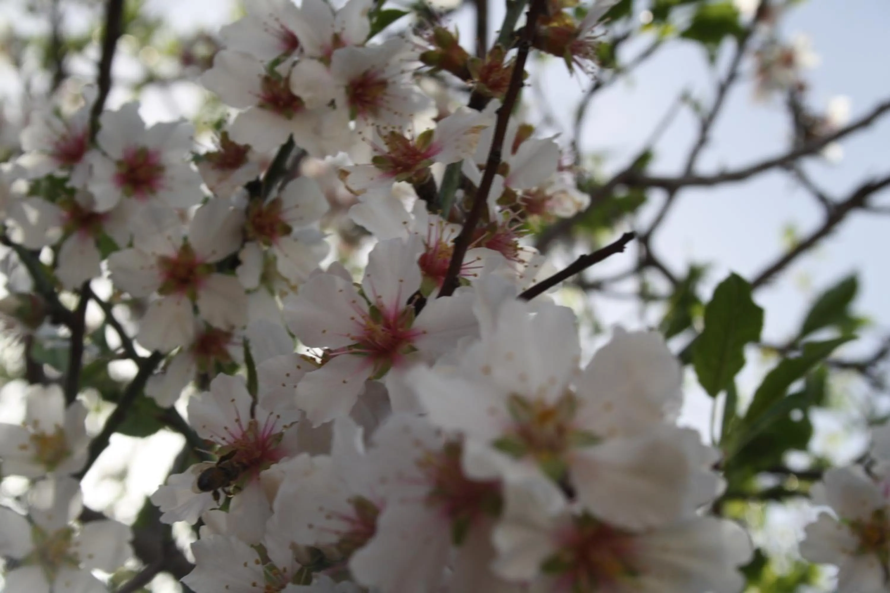 Garden in Hotel Edelweiss