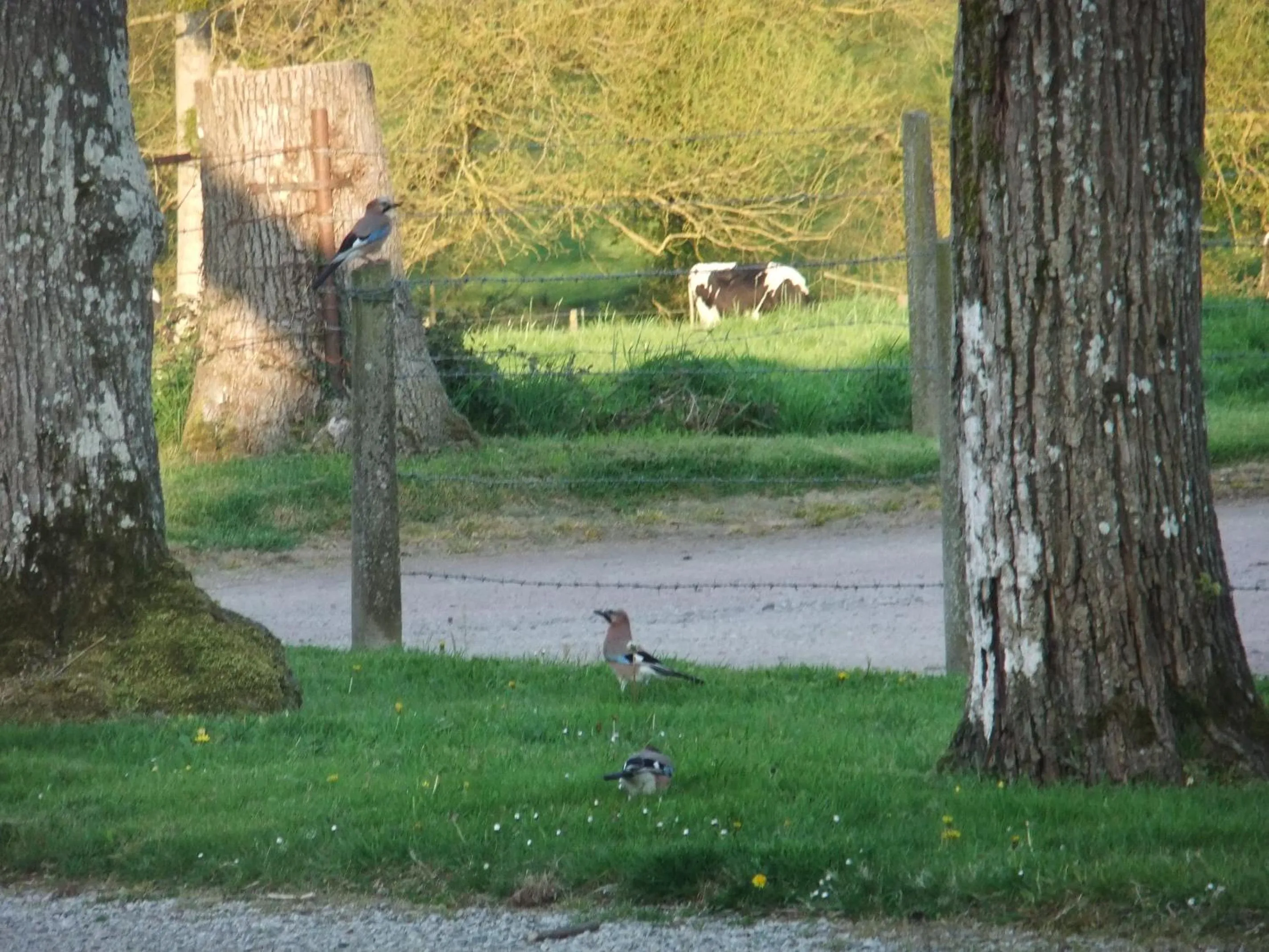Animals in Gîtes de L'Aumondière