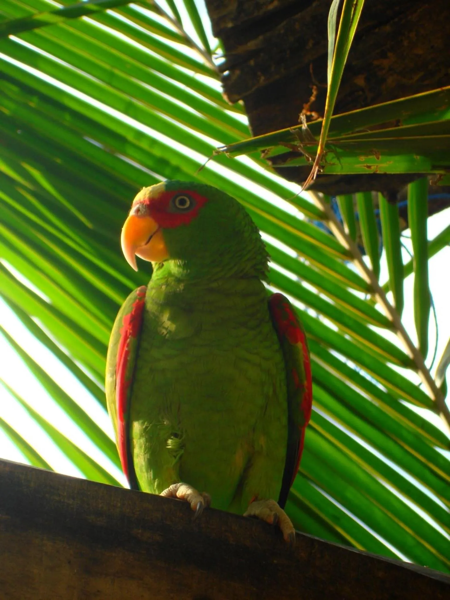 Animals in Samara Pacific Lodge