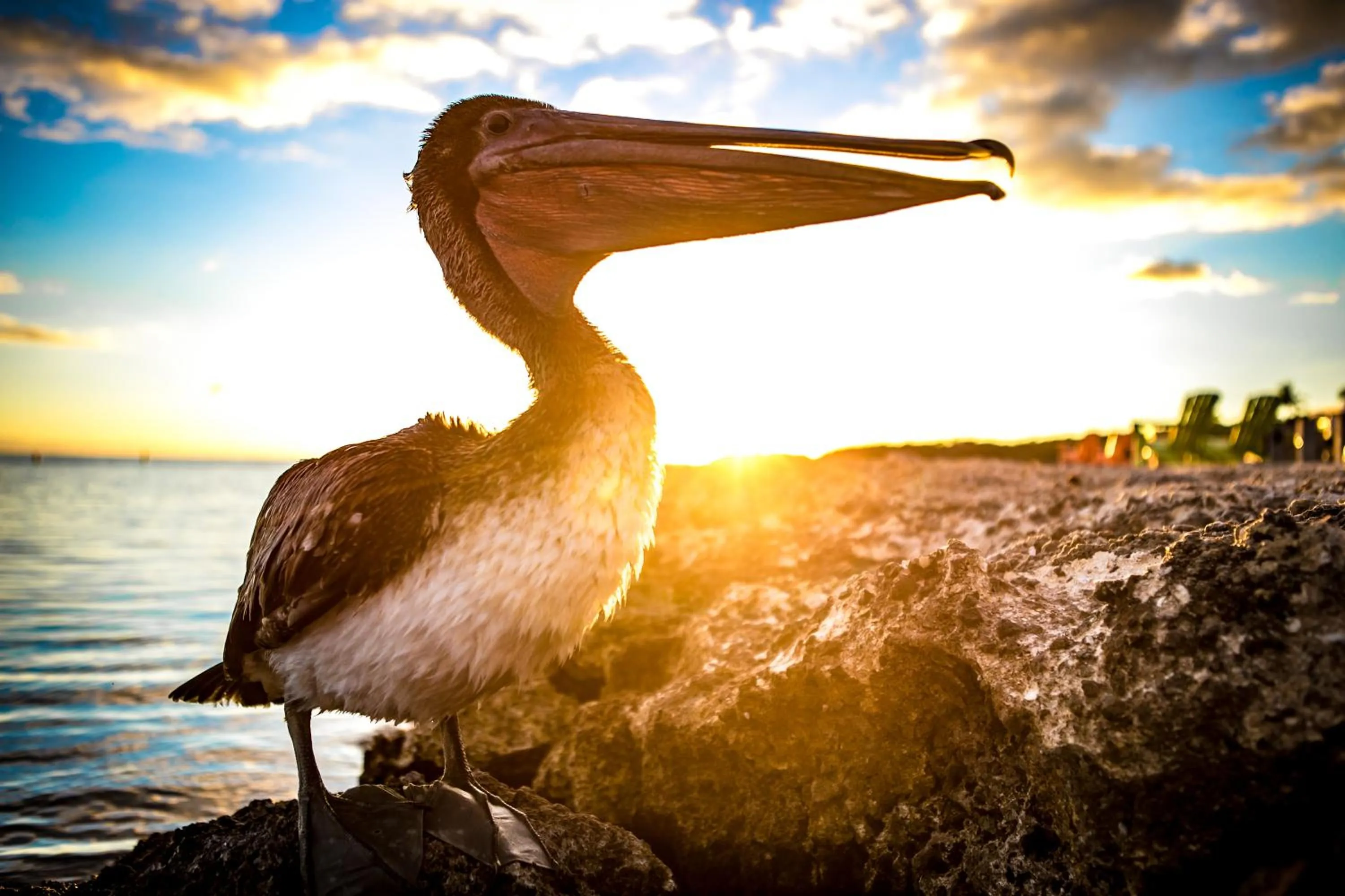 Animals in Ragged Edge Resort & Marina