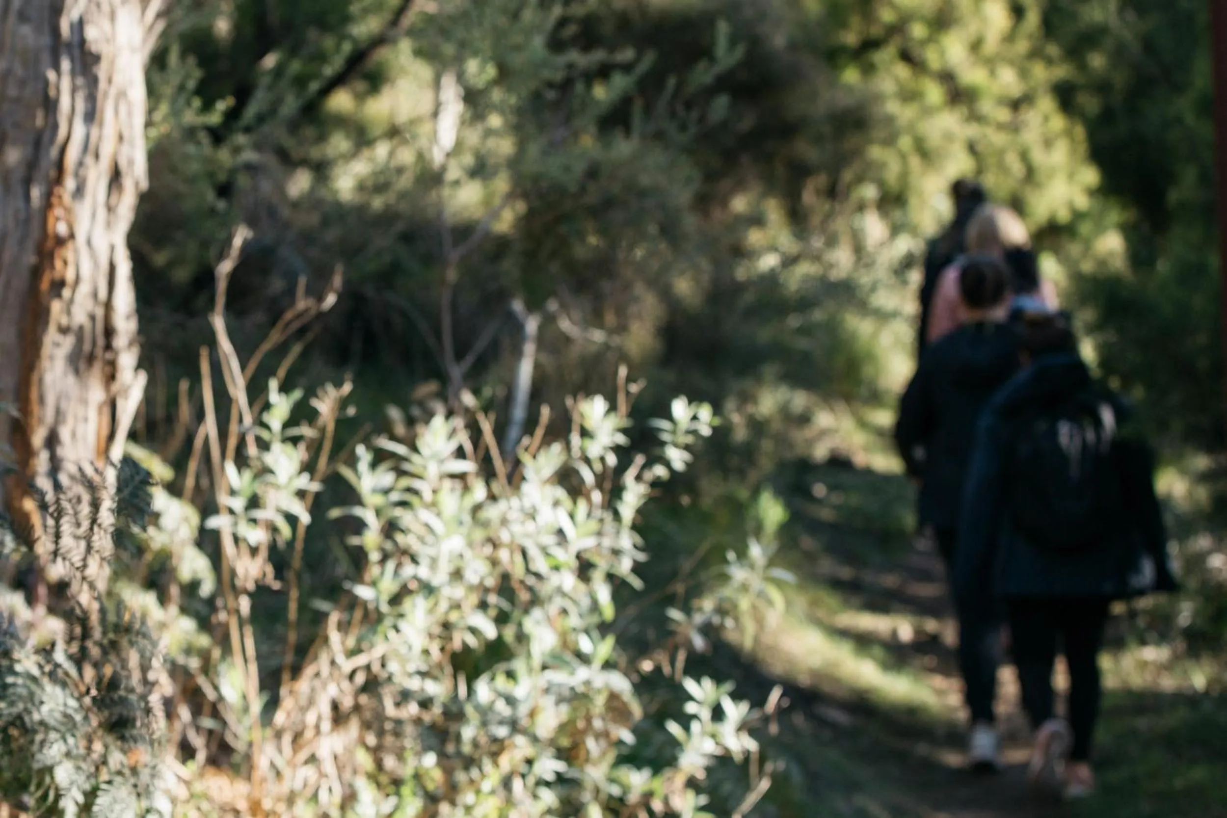 Natural landscape in Sequoia Lodge