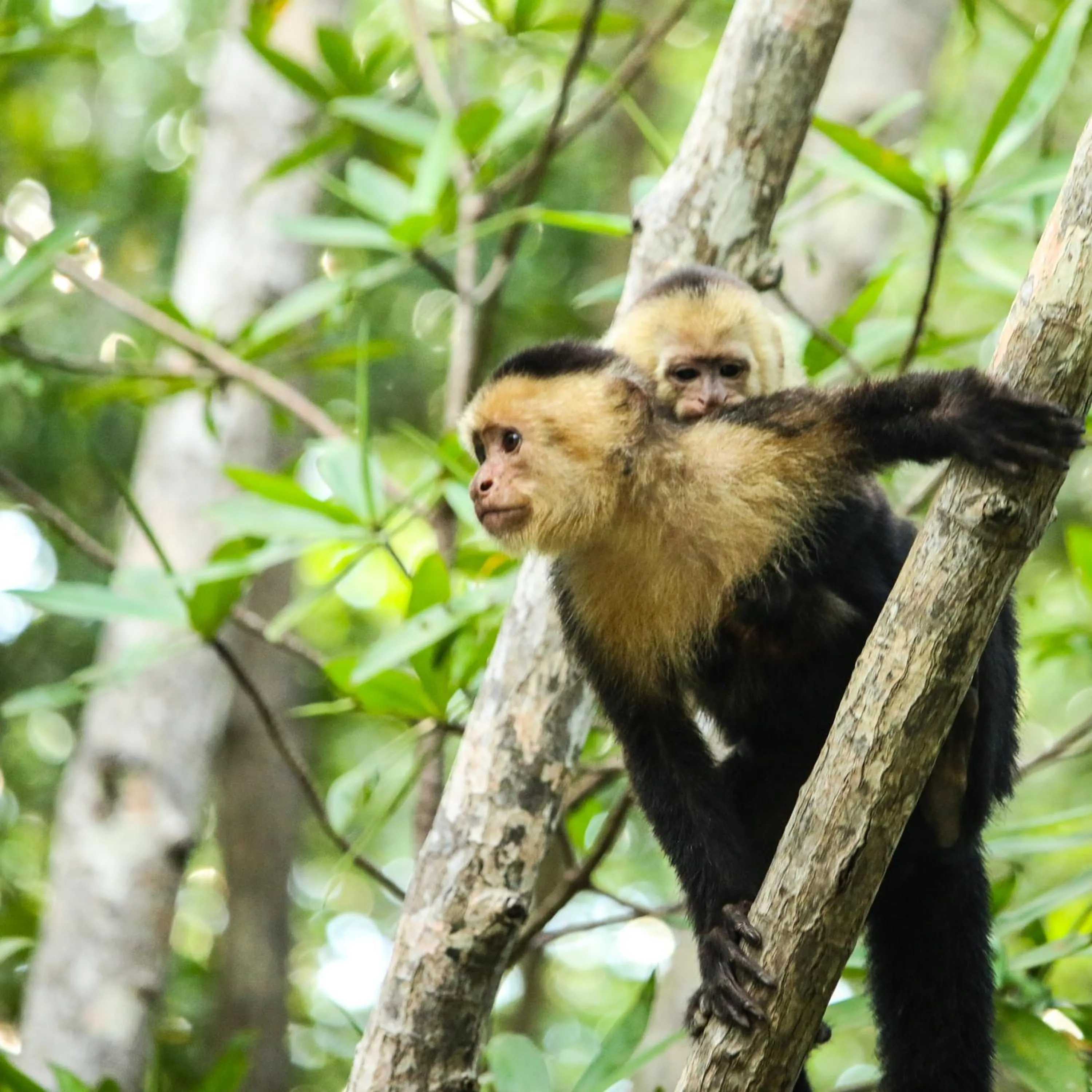 Animals in El Paraiso Azul