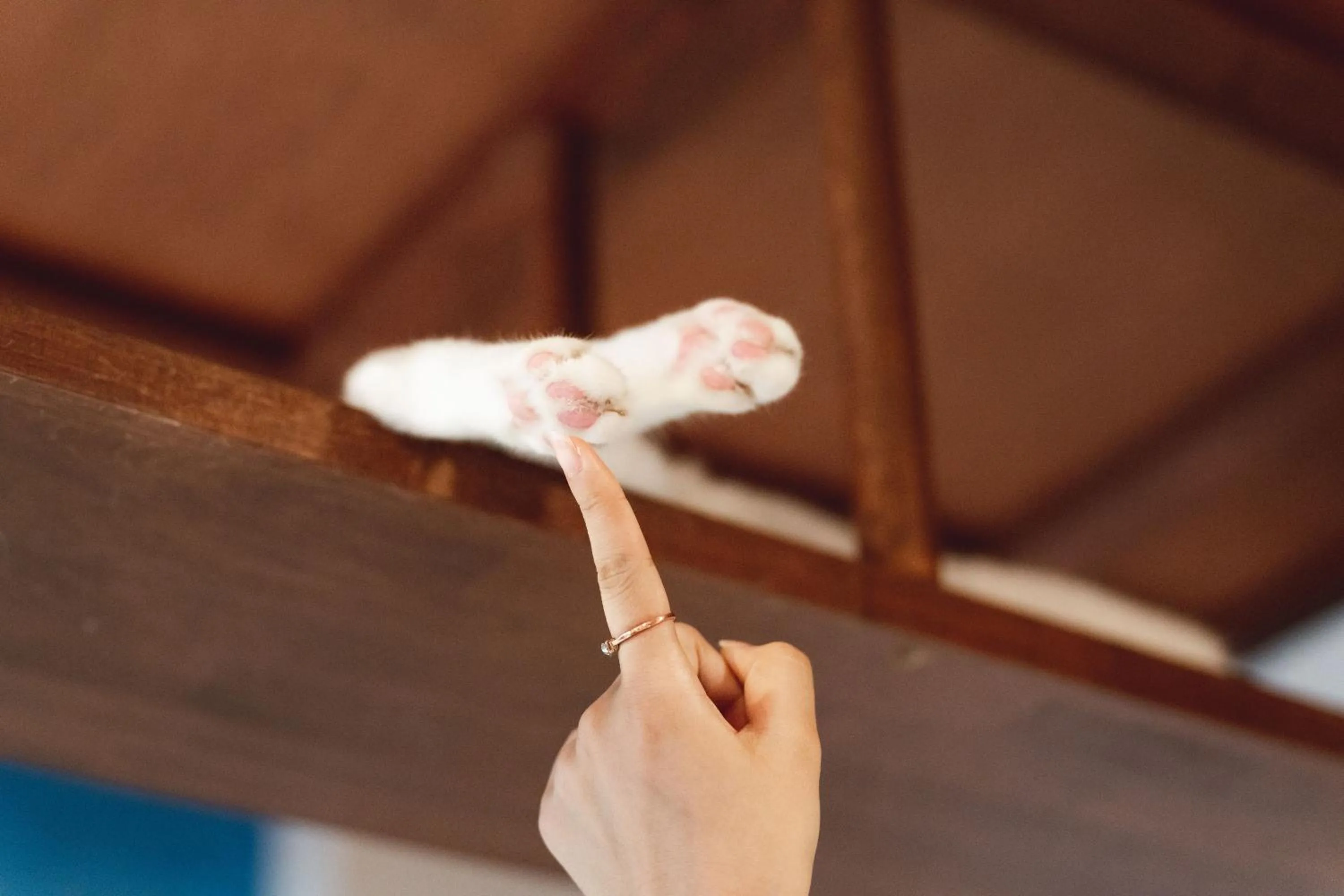 Area and facilities in Cat Spa & Cat Ryokan by Neco Republic Osaka