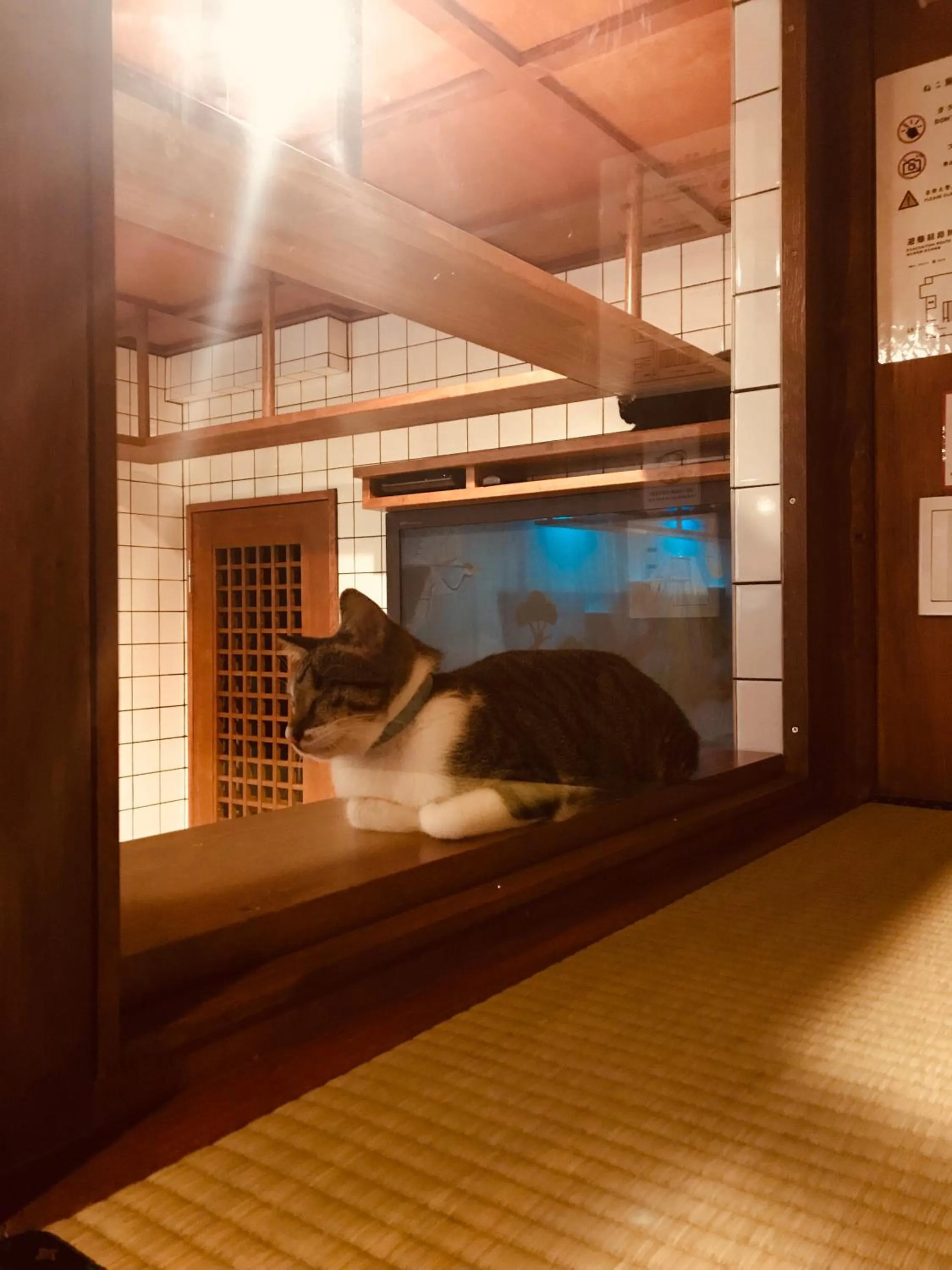 Area and facilities in Cat Spa & Cat Ryokan by Neco Republic Osaka