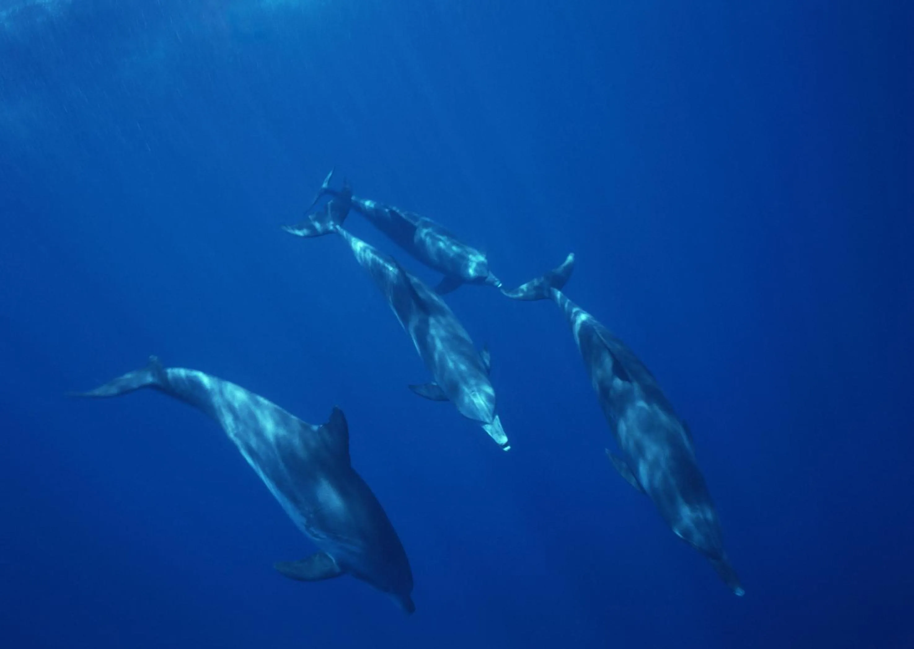 Animals in Petit Resort Native Sea Amami