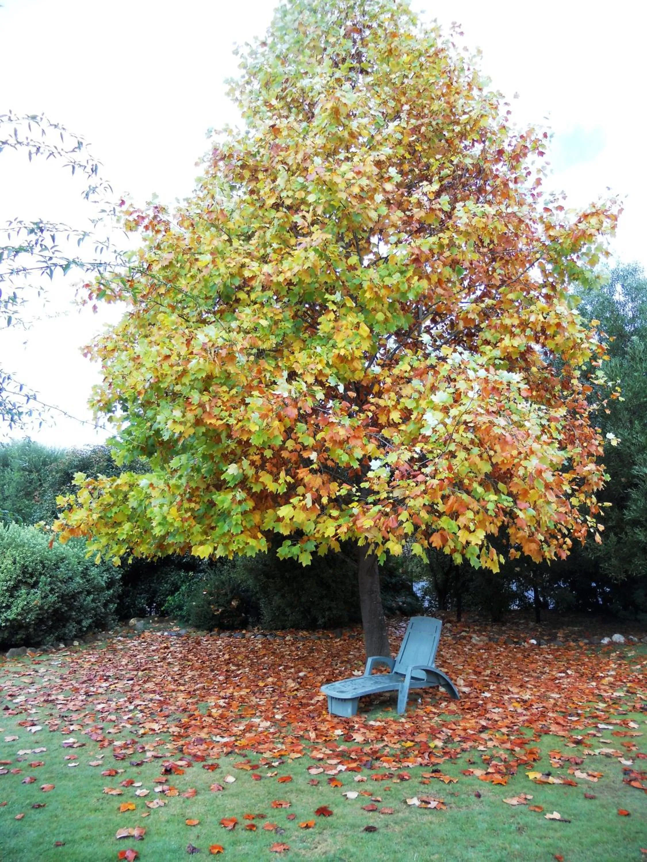 Garden in Bogong View Motor Inn