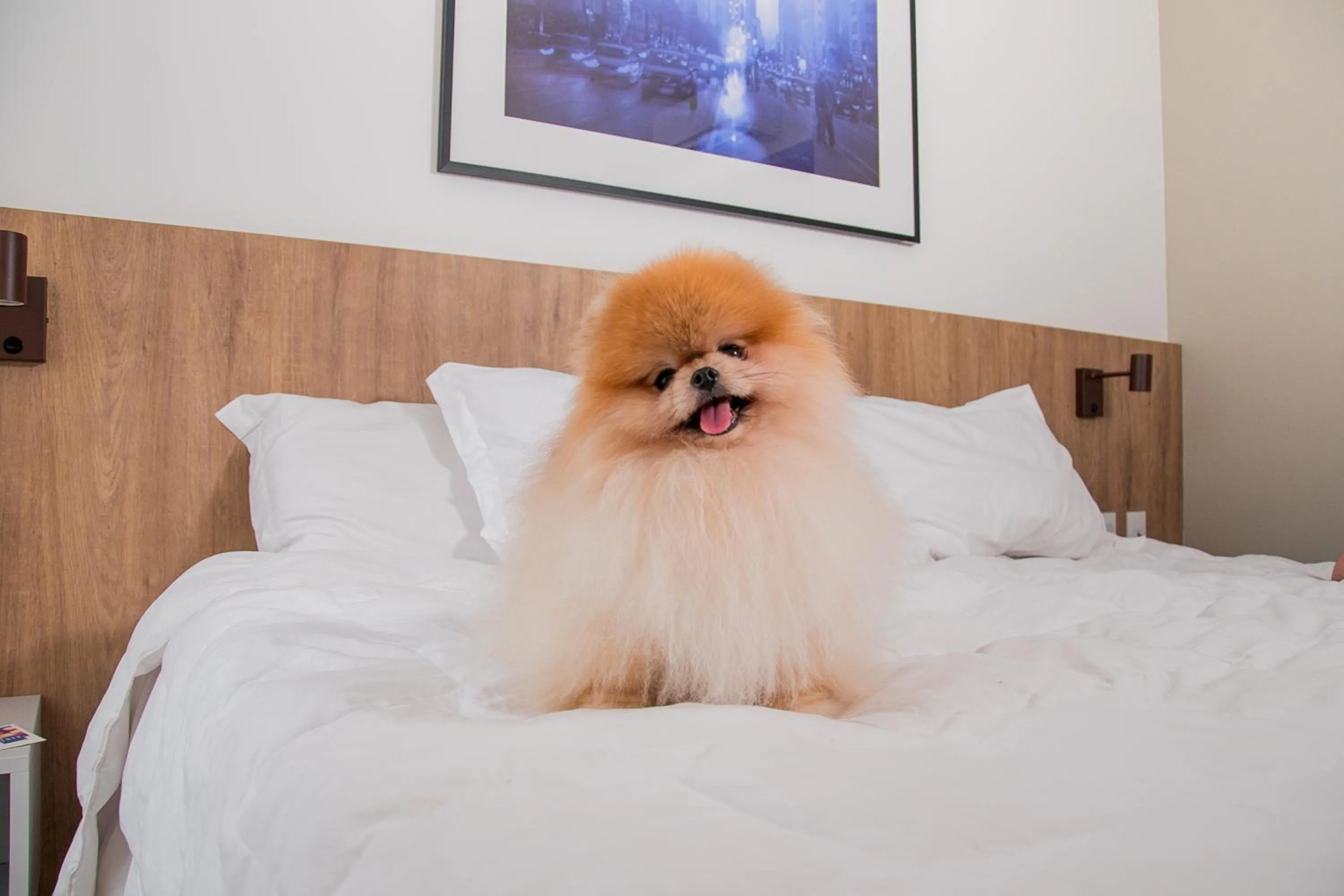 pet friendly, Bed in TRYP by Wyndham São Paulo Paulista Paraíso