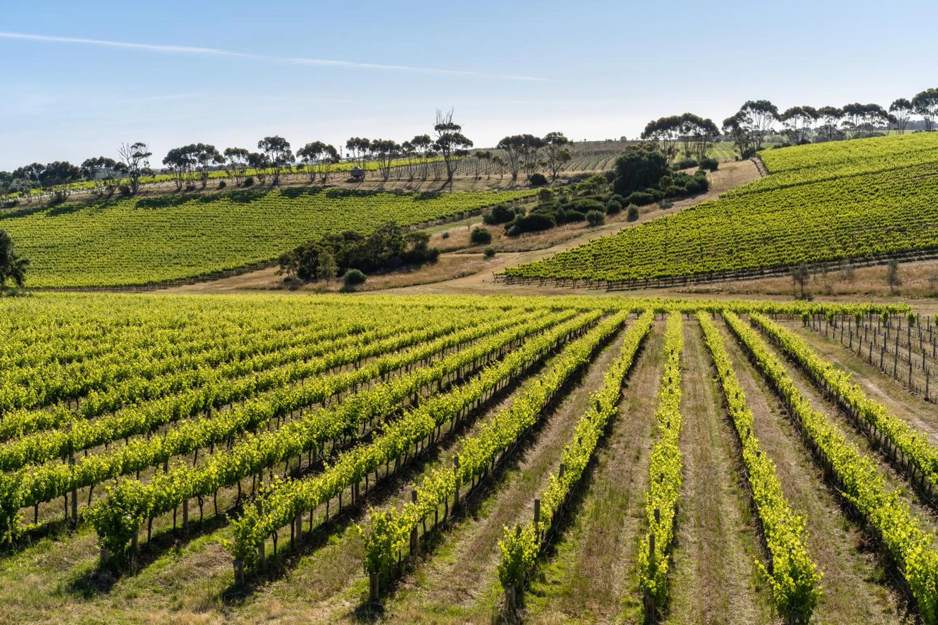 Neighbourhood in Hotel California Road at Inkwell Wines