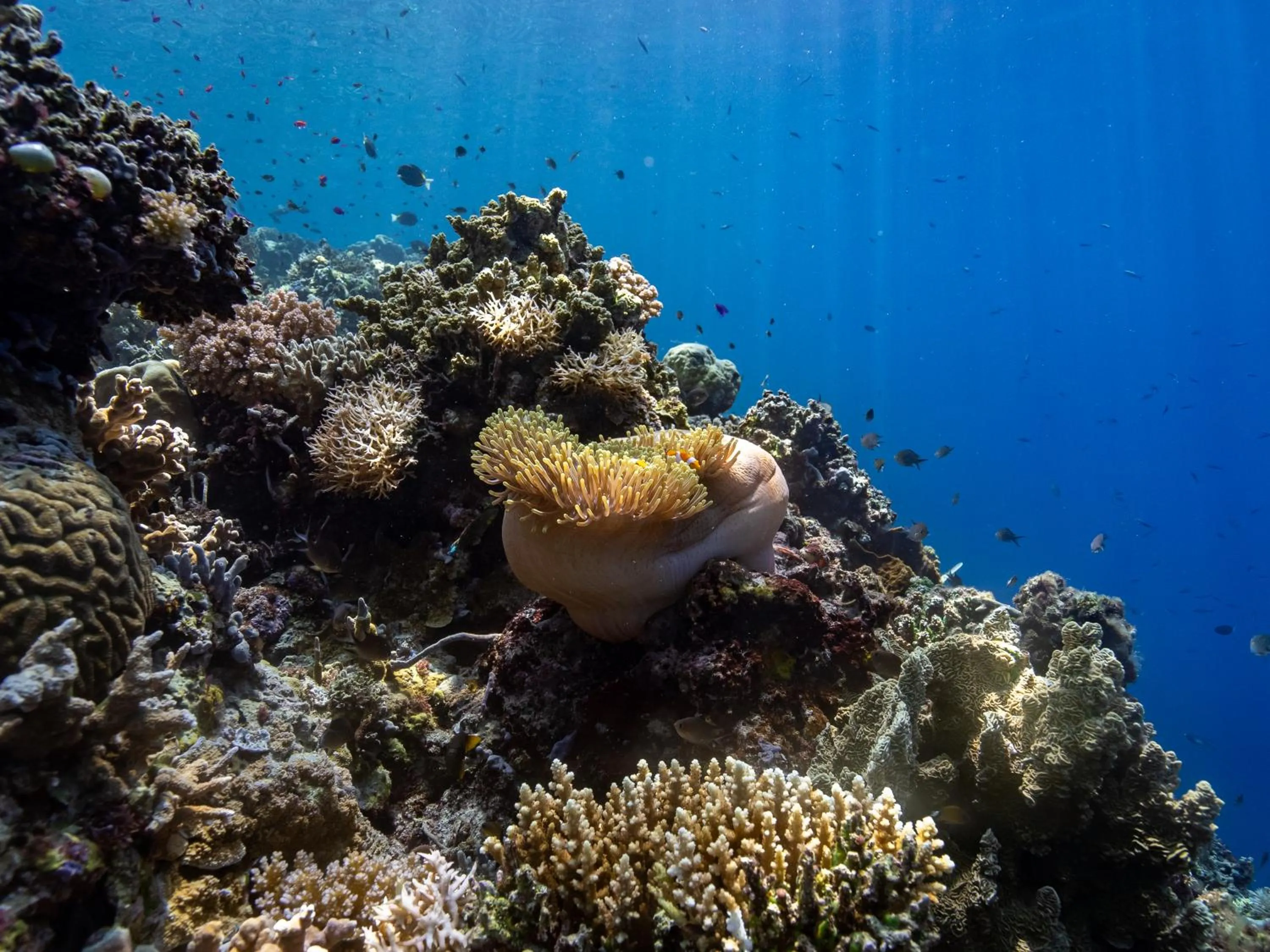 Reconnect - Private Island Resort & Dive Center Togean - Buka Buka Island