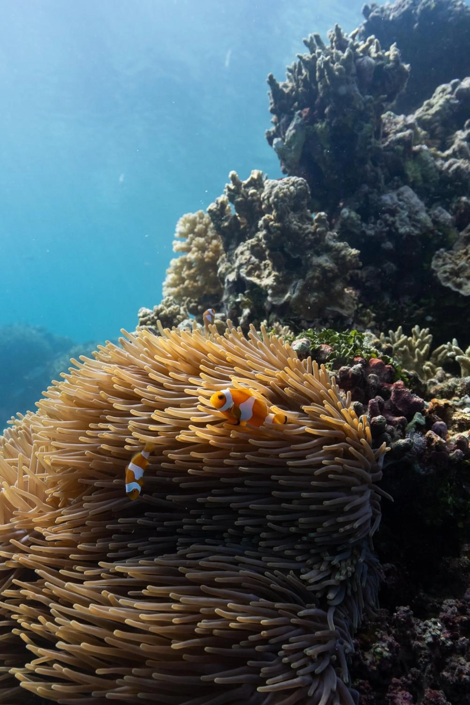 Reconnect - Private Island Resort & Dive Center Togean - Buka Buka Island