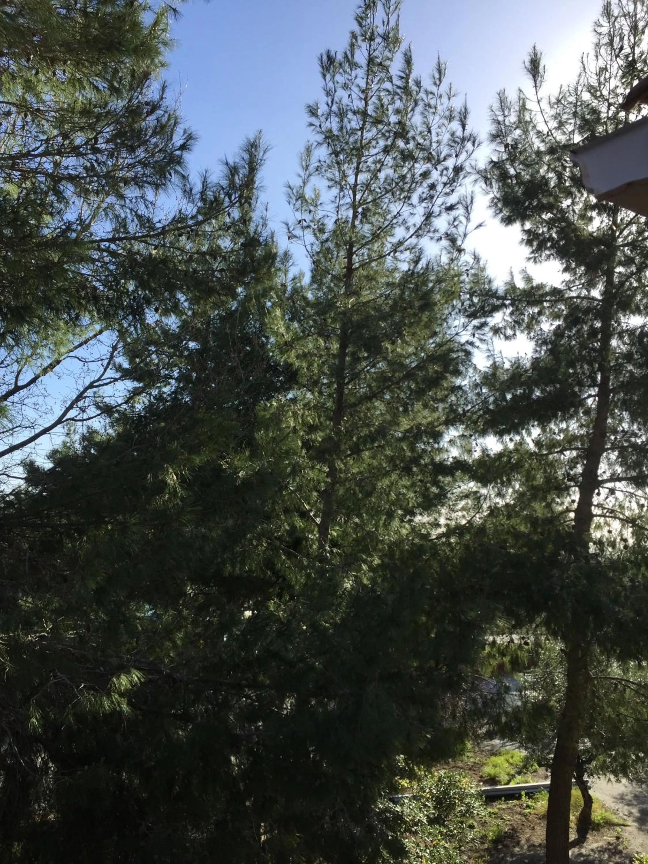 Garden in Belvedere Zakynthos Studios