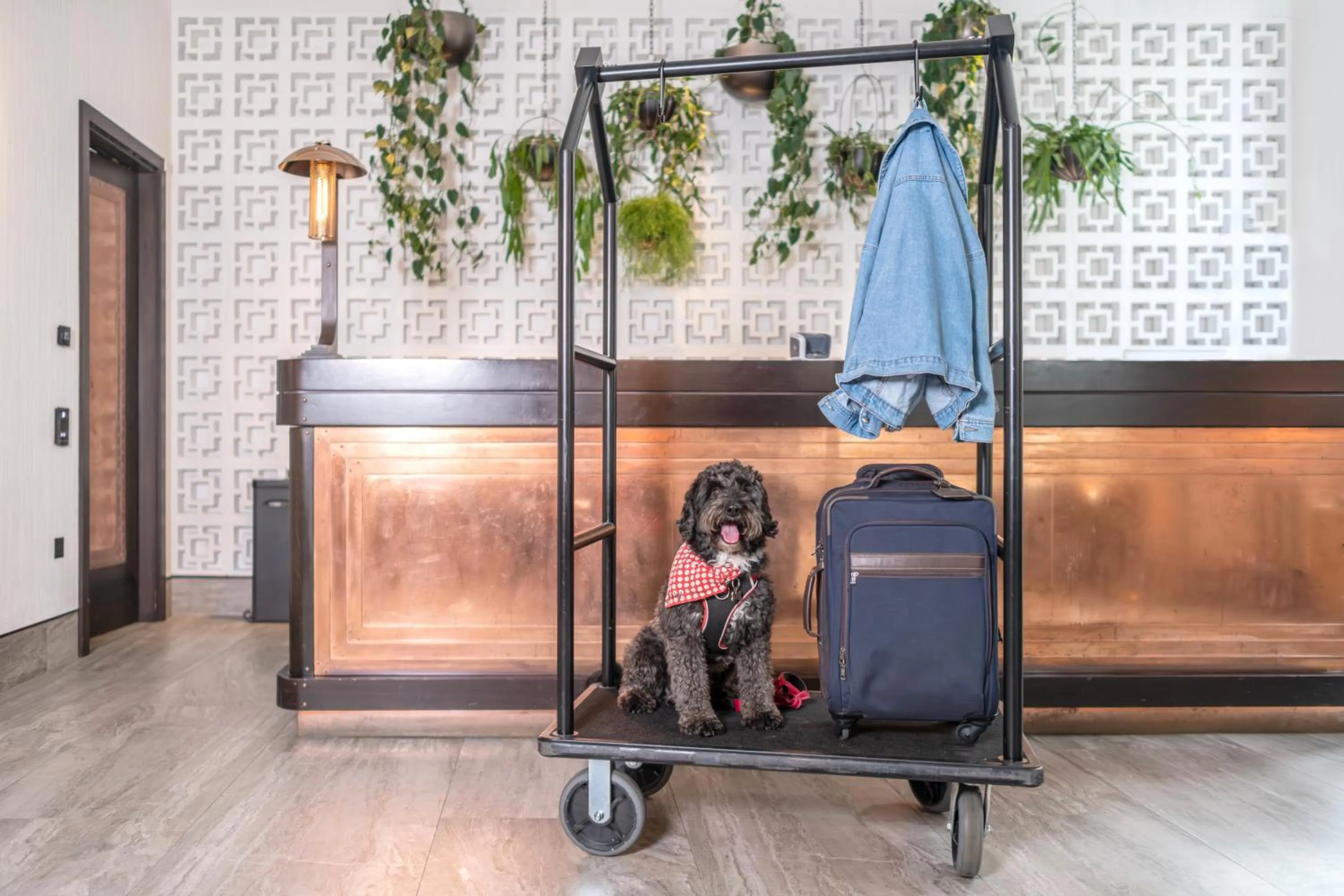 pet friendly in Hart Shoreditch Hotel London, Curio Collection by Hilton