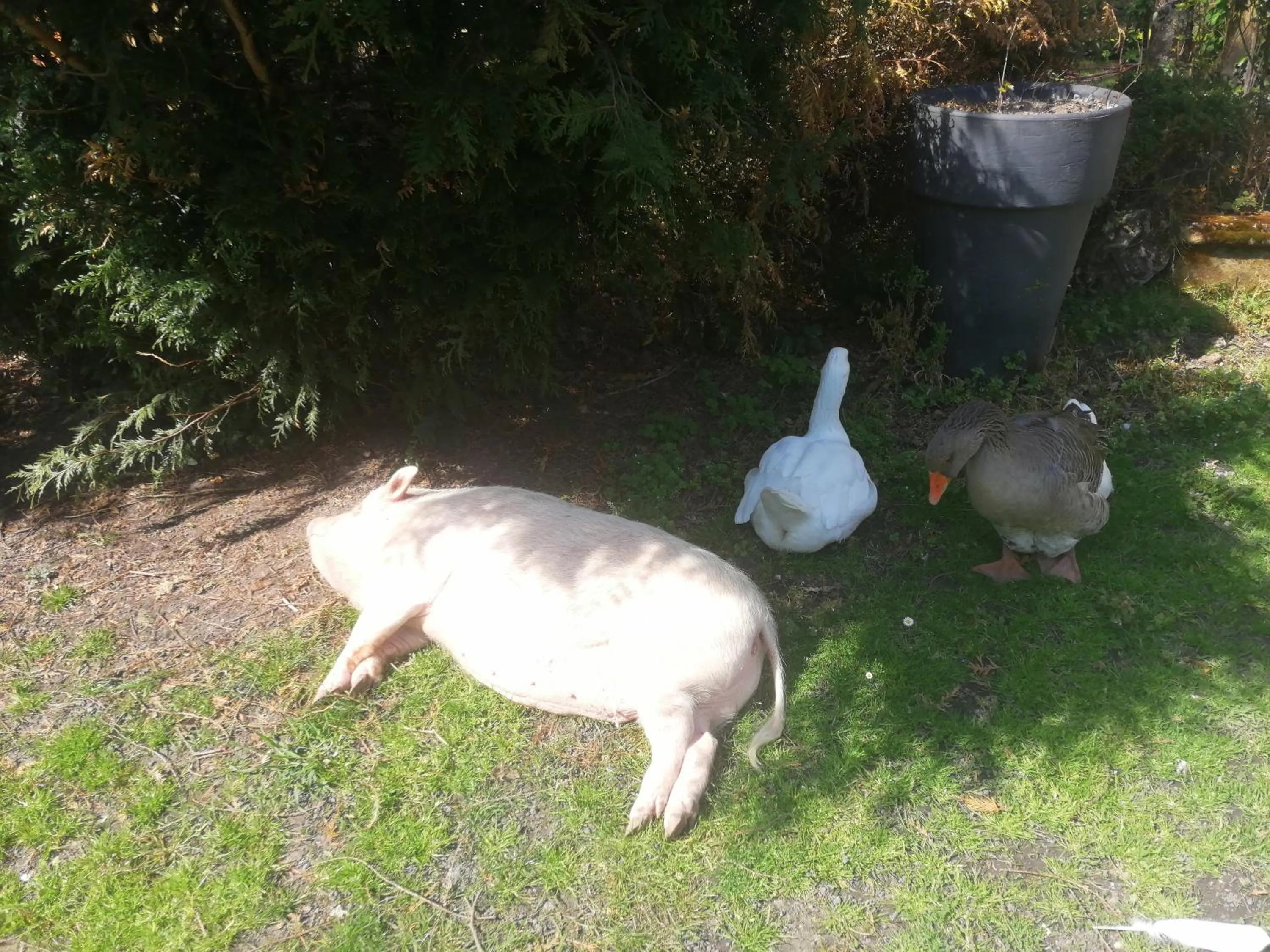 Chambres d'Hôtes La Turone