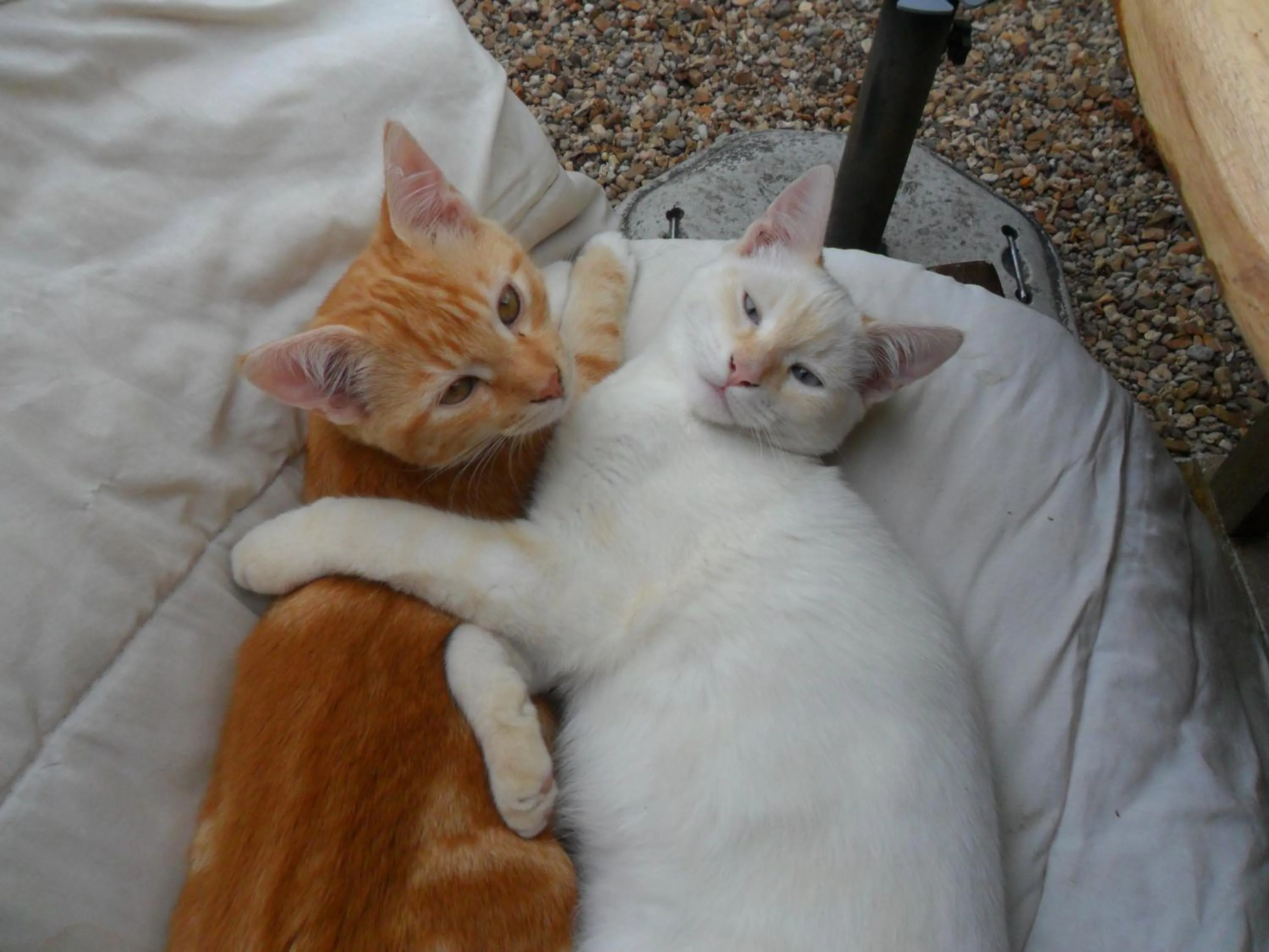 Pets in Chambres d'Hôtes La Turone