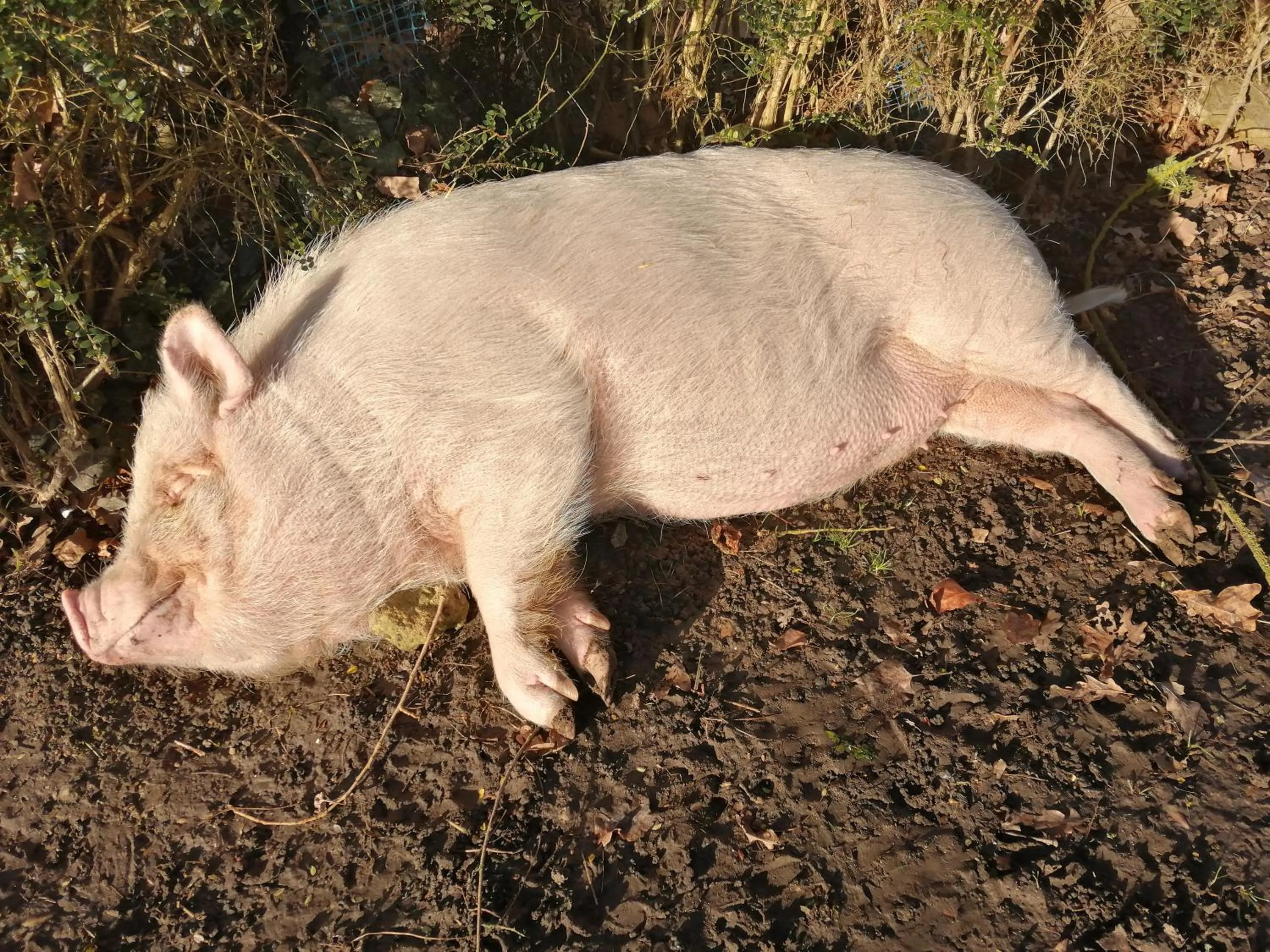 Chambres d'Hôtes La Turone
