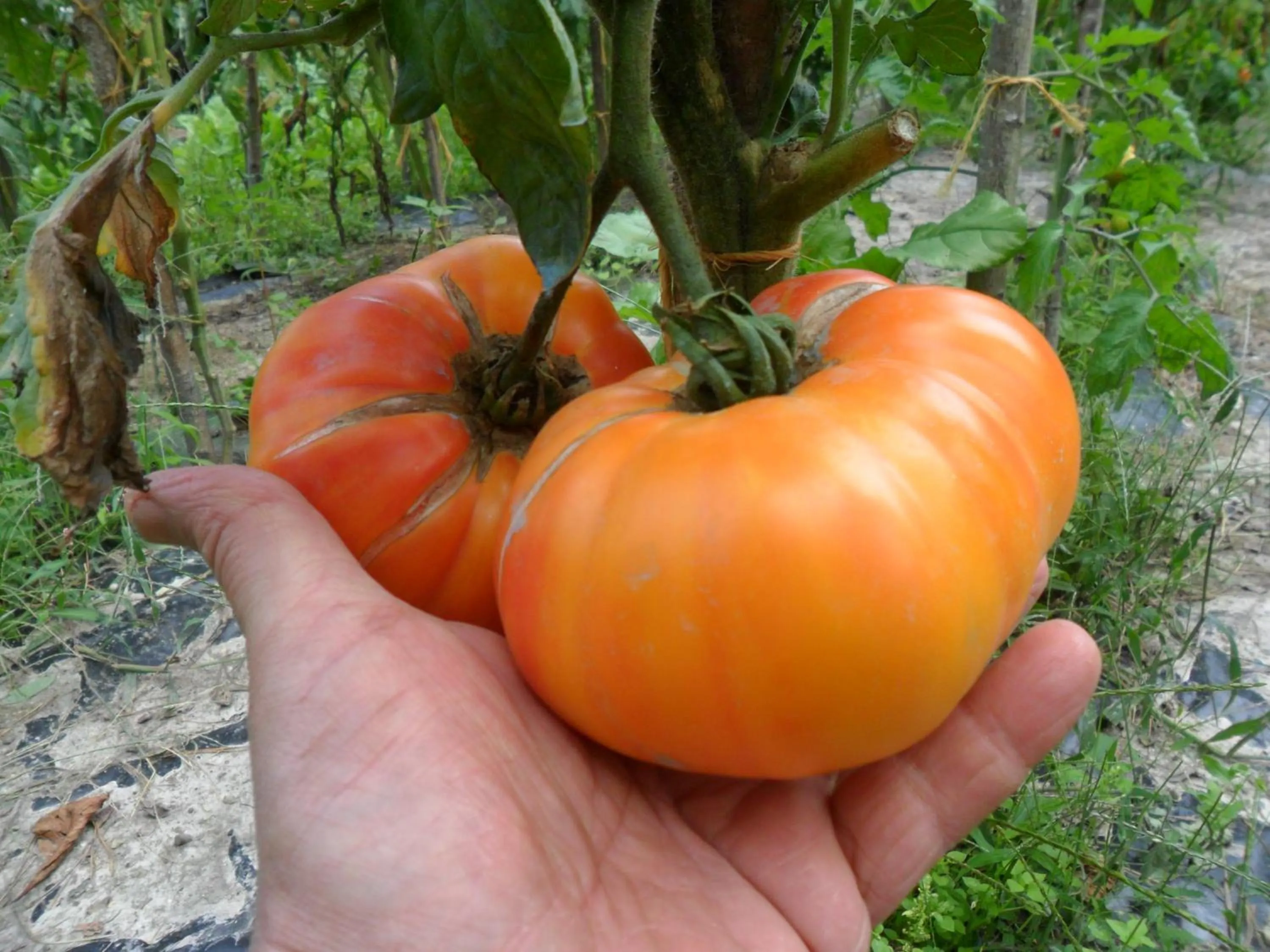 Chambres d'Hôtes La Turone