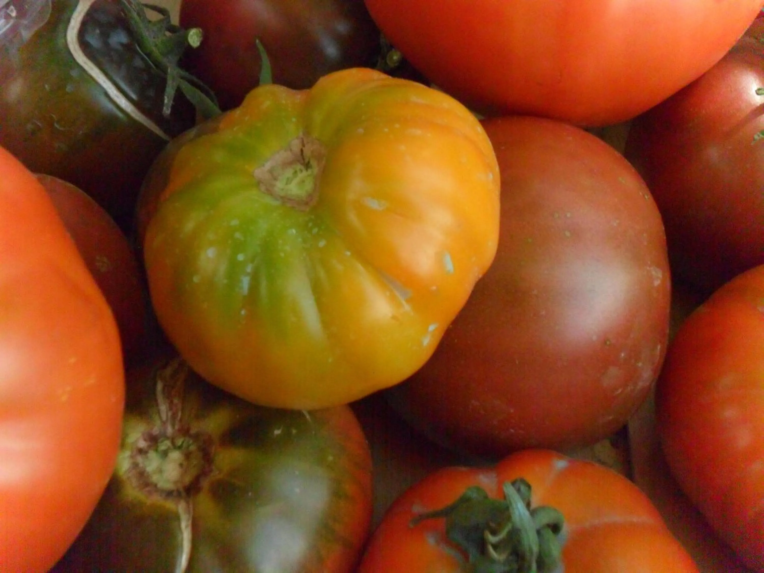 Garden in Chambres d'Hôtes La Turone