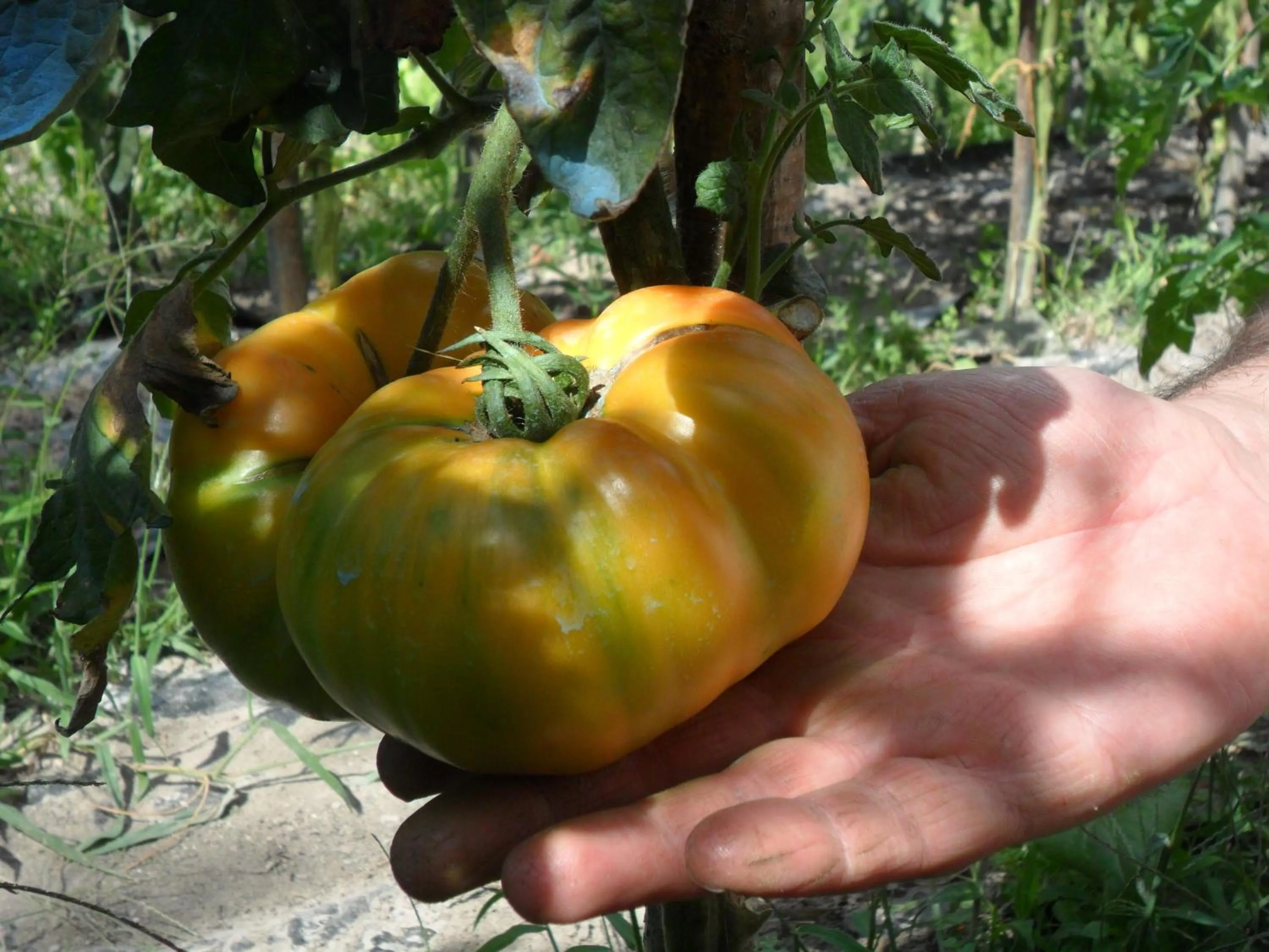 Food and drinks in Chambres d'Hôtes La Turone