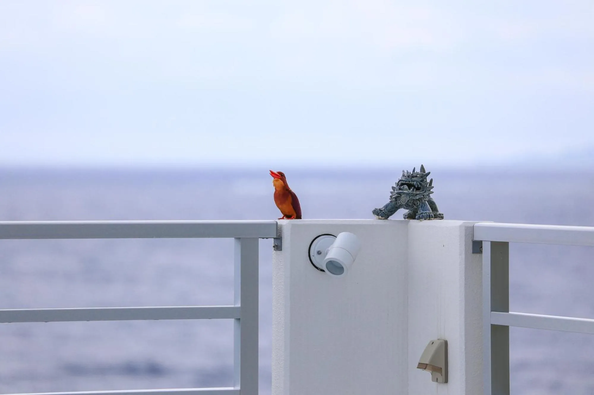 Animals in Blue Ocean Resort
