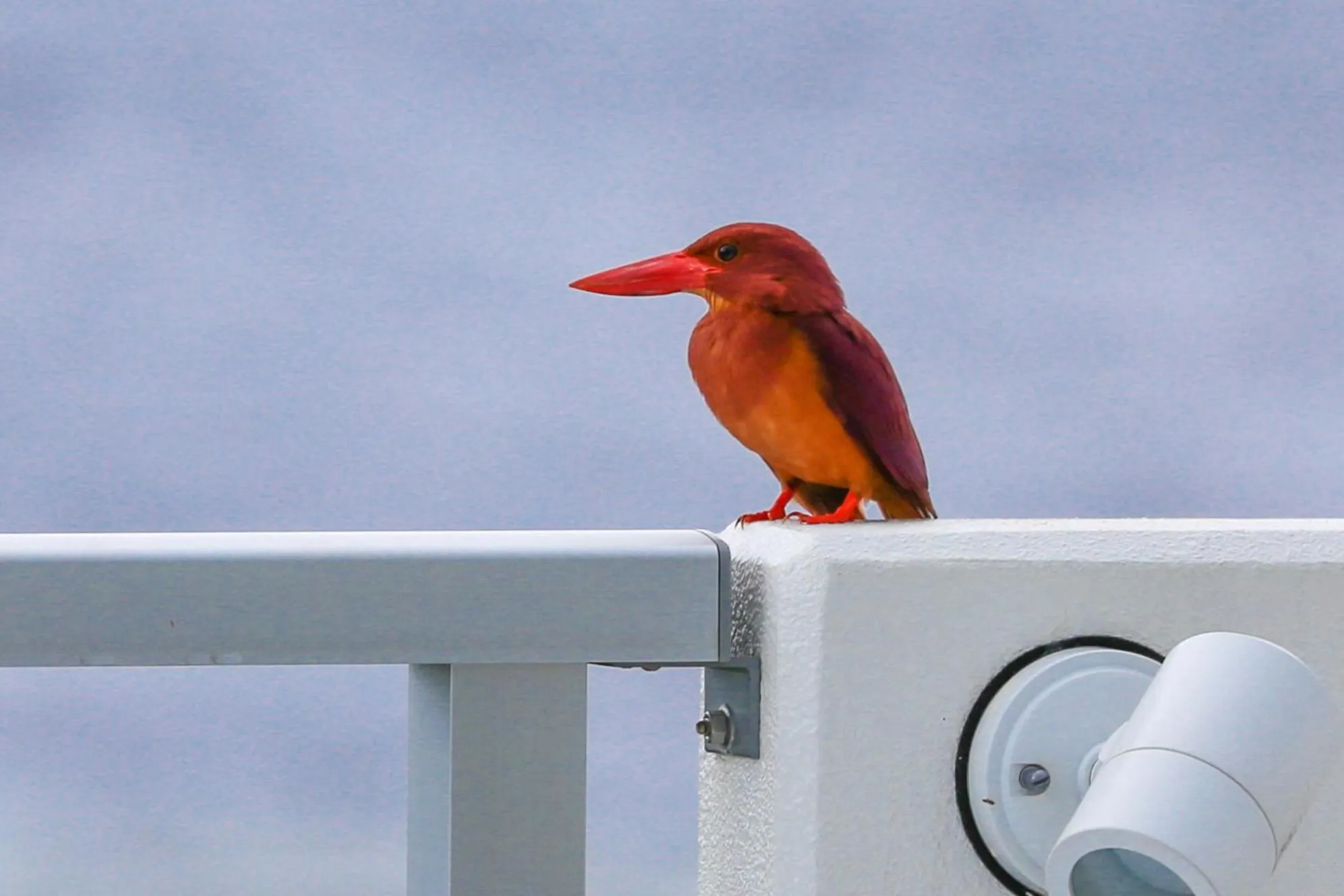 Animals in Blue Ocean Resort