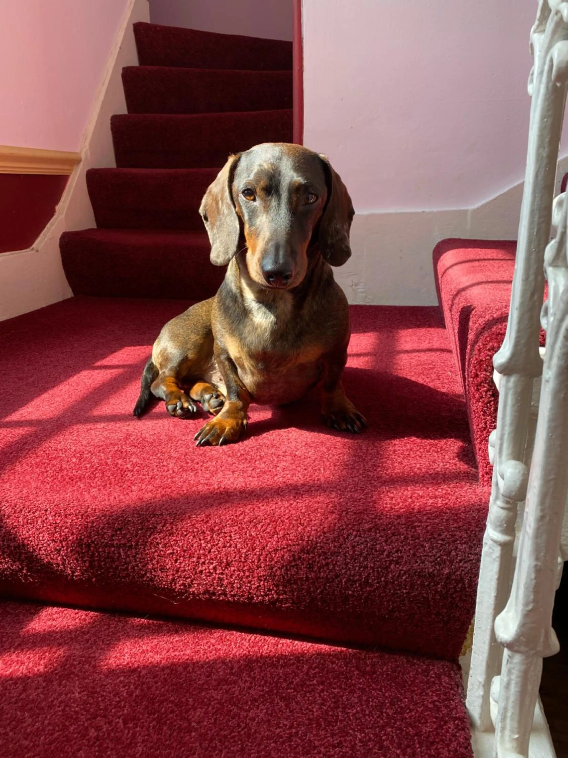 Pets in Easter Garth Guest House