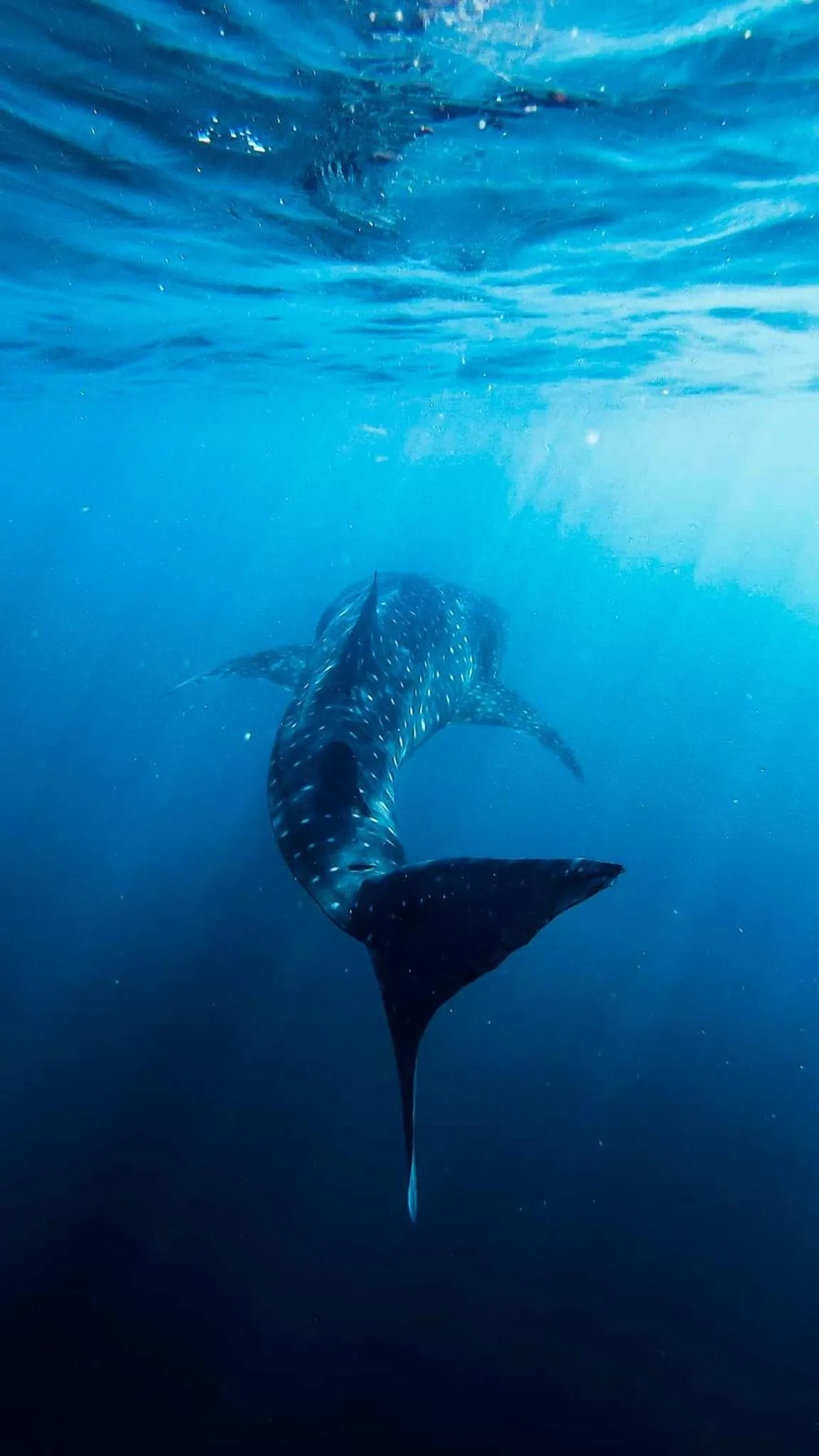 Snorkeling in Hotel Santa Catalina Panamá