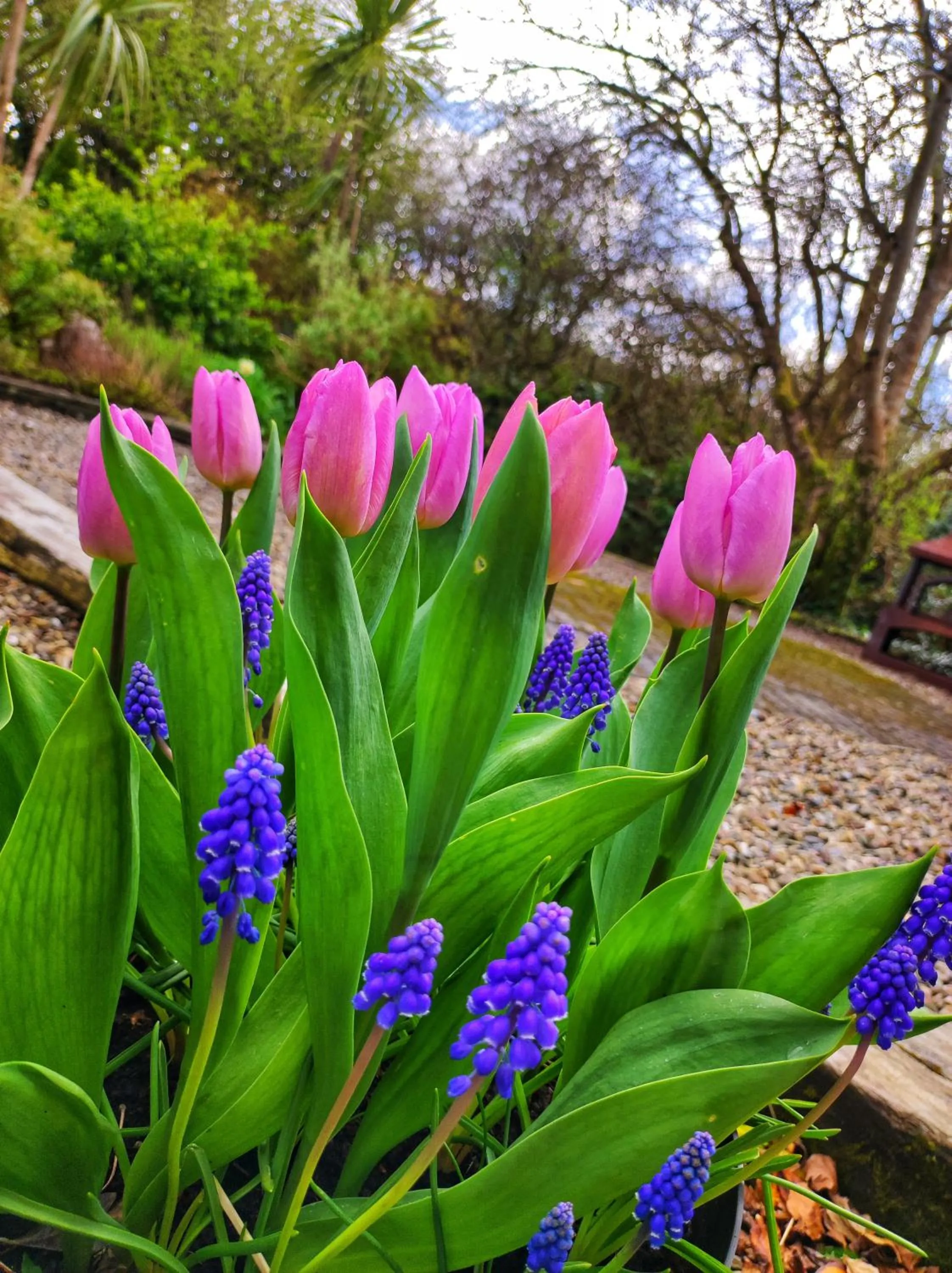 Garden in Apartments at Ballinsheen House & Gardens