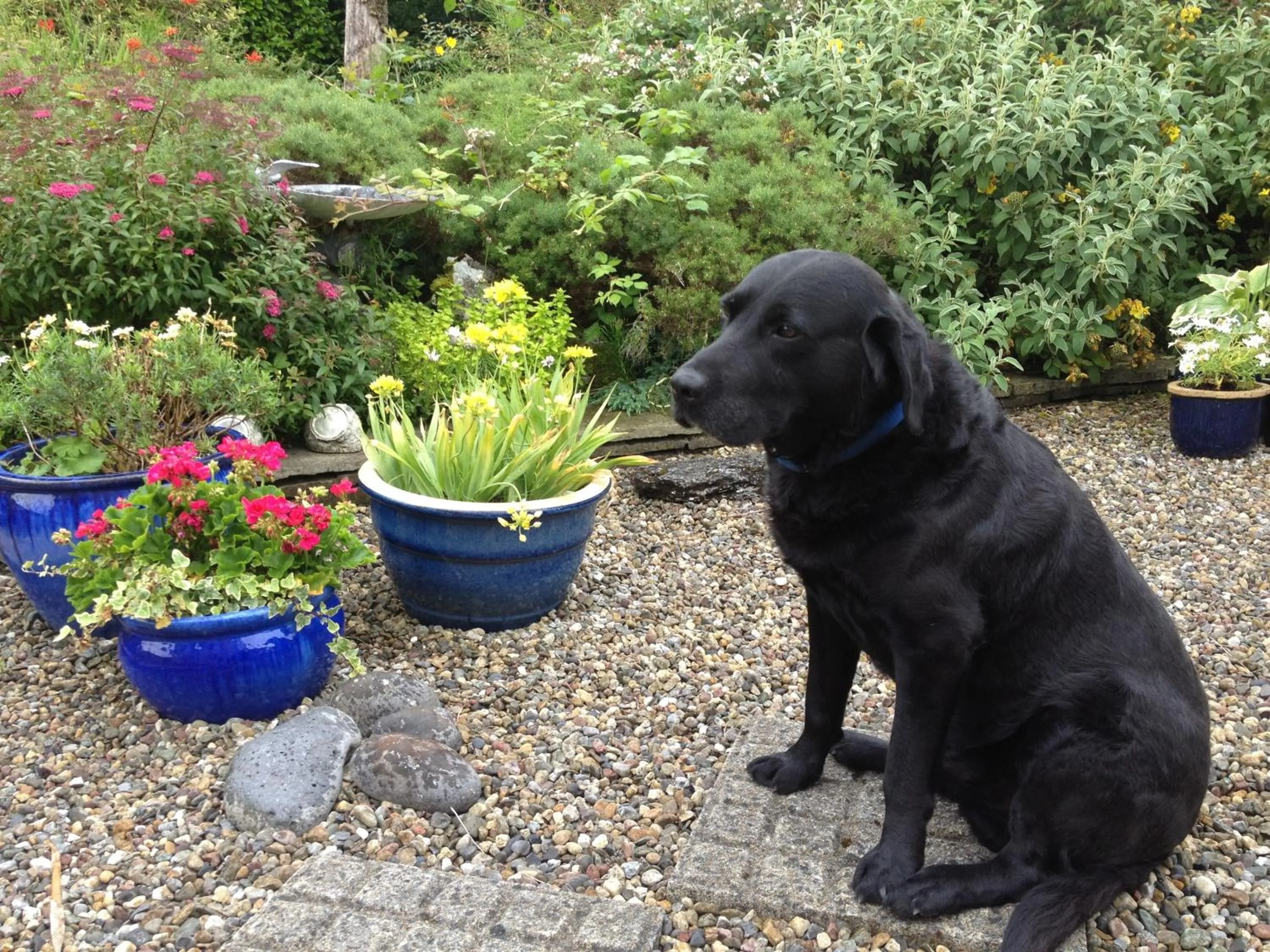 Garden in Apartments at Ballinsheen House & Gardens