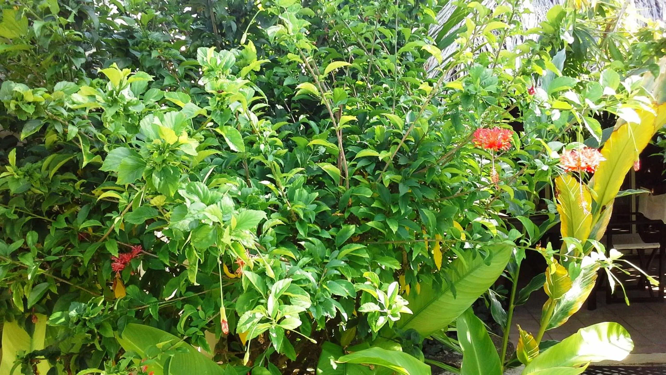 Garden in Village Temanuata