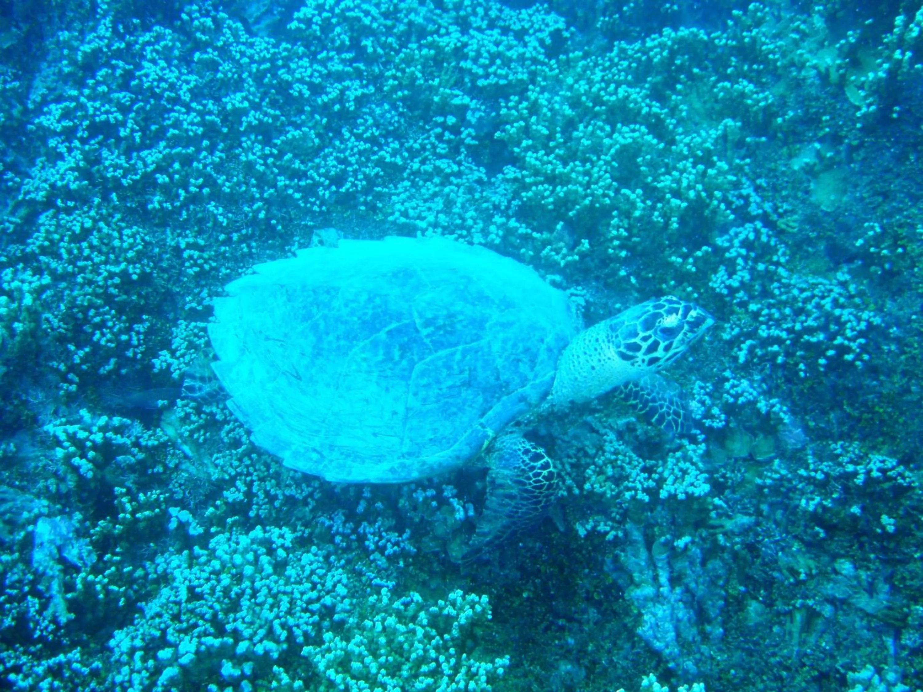 Snorkeling in Village Temanuata