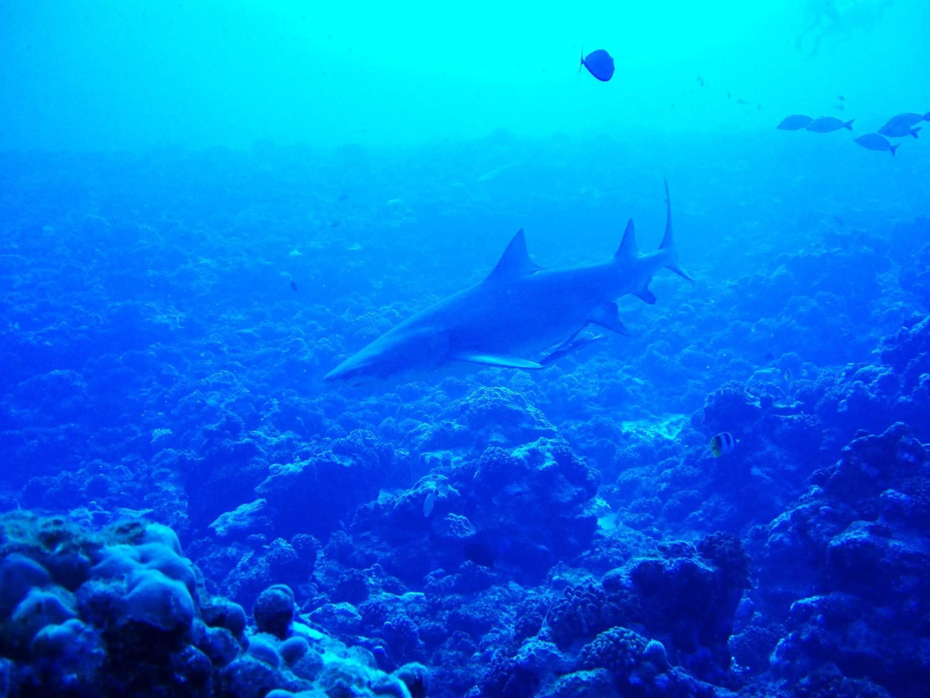 Diving in Village Temanuata