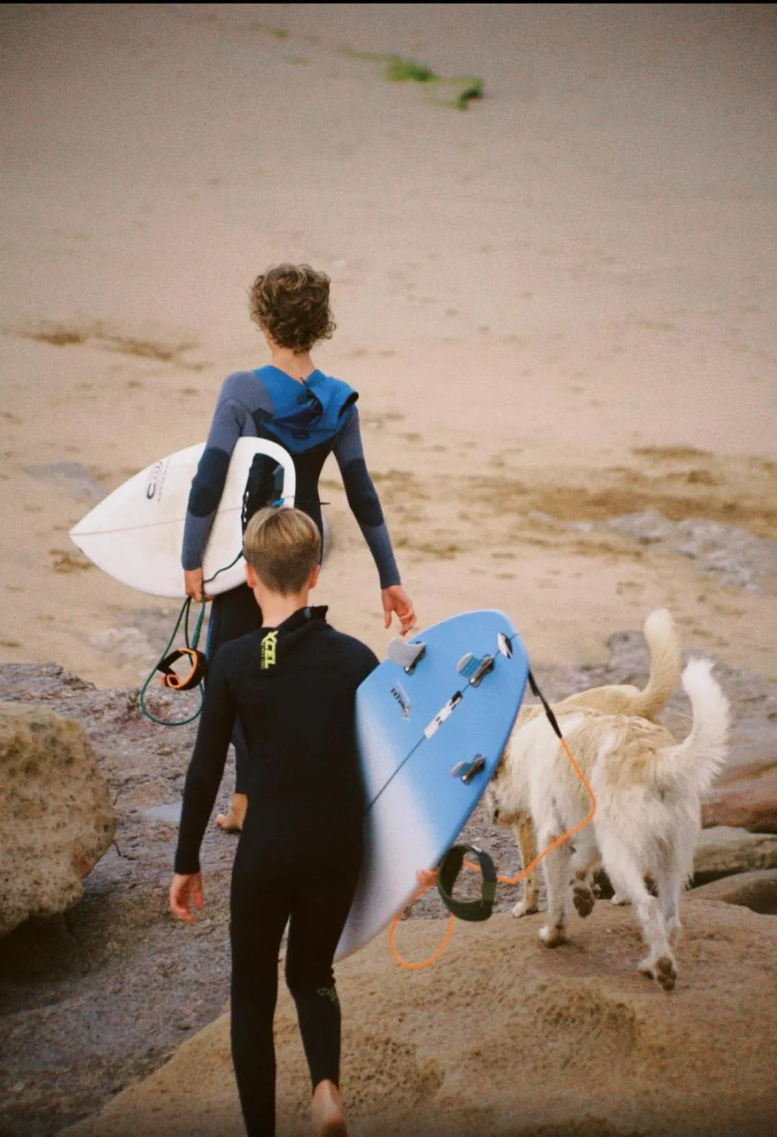 Animals in Onda Surf
