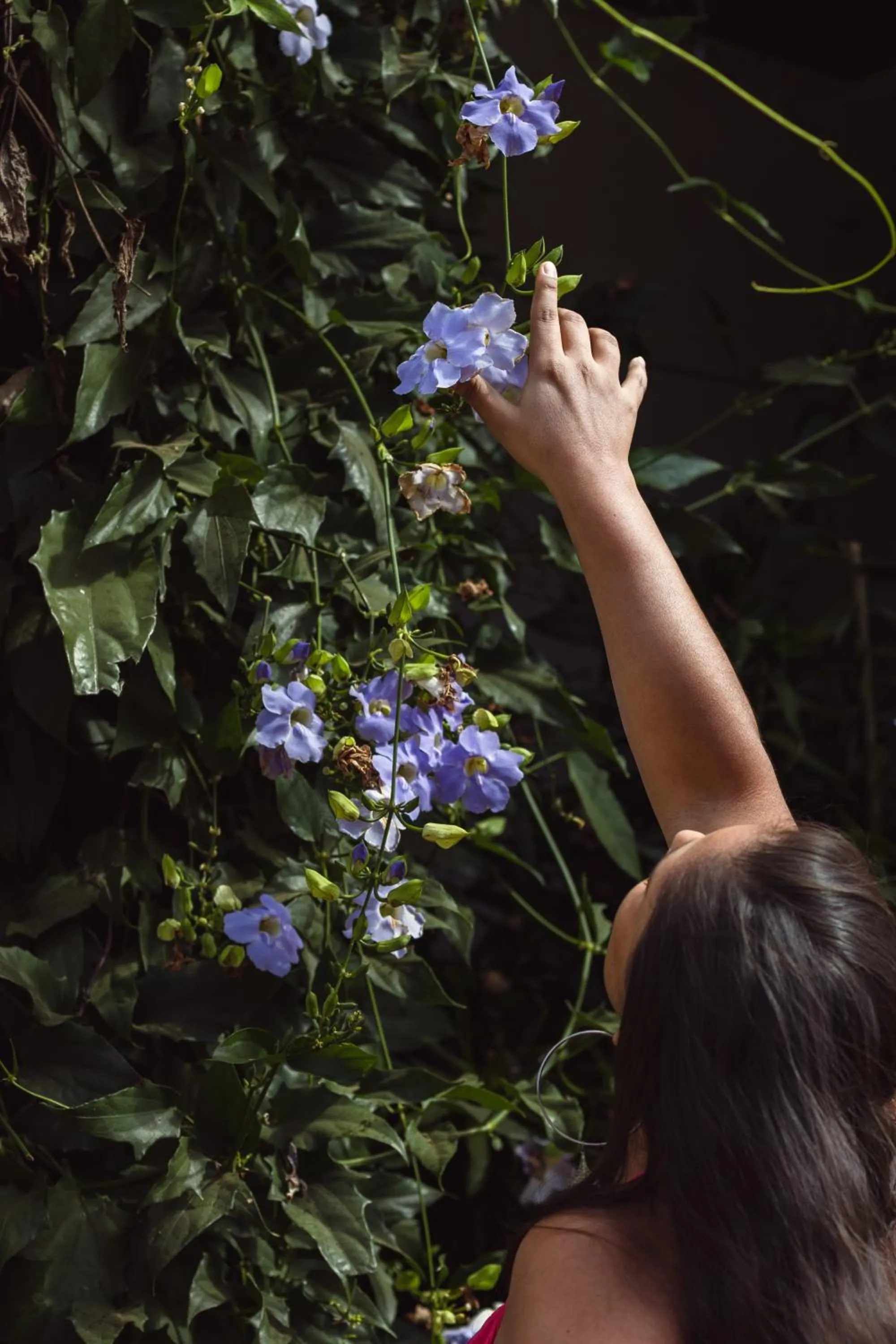 Garden in Pousada Viver Capitólio