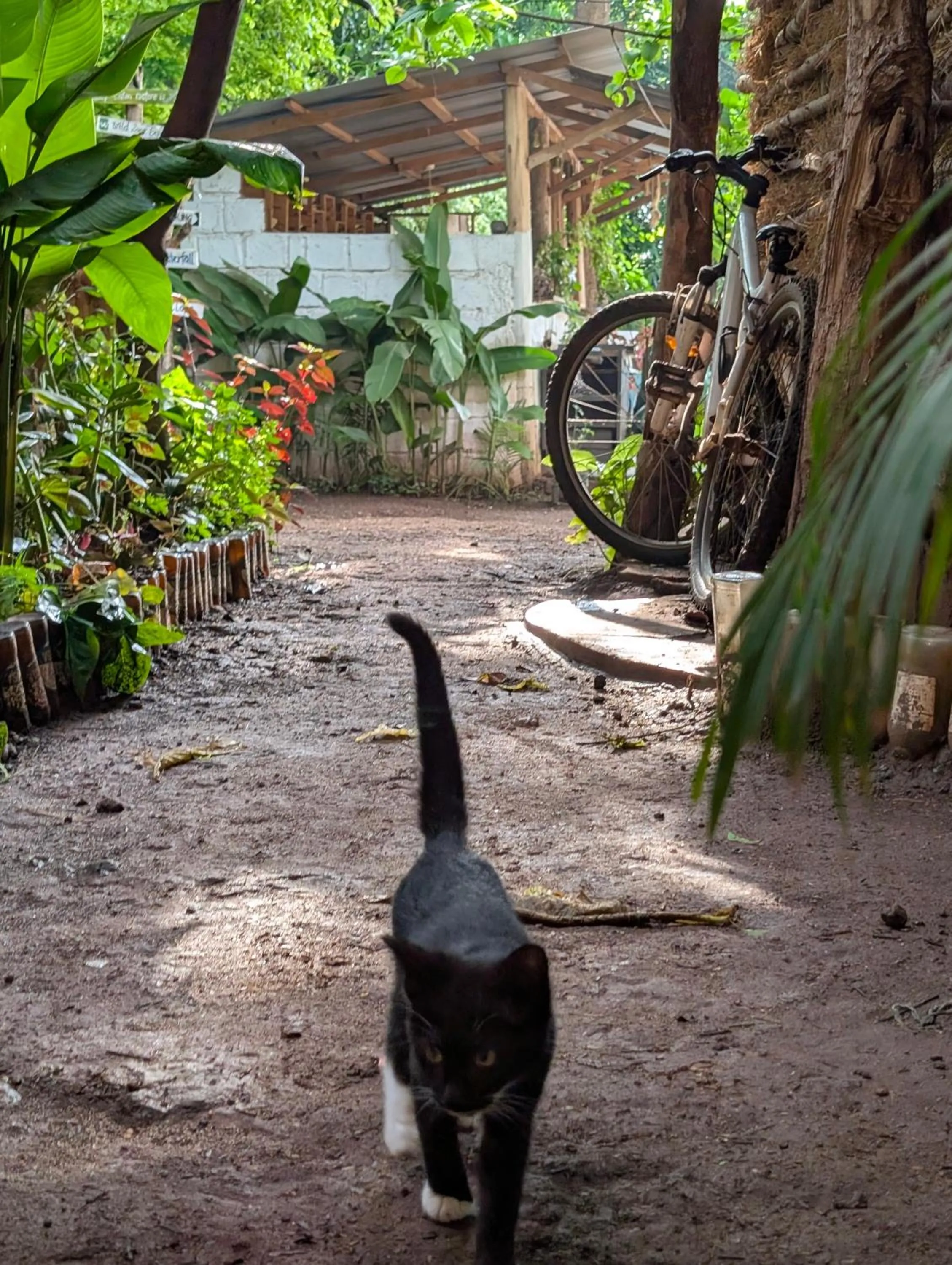Backyard Eco Bungalows Moshi