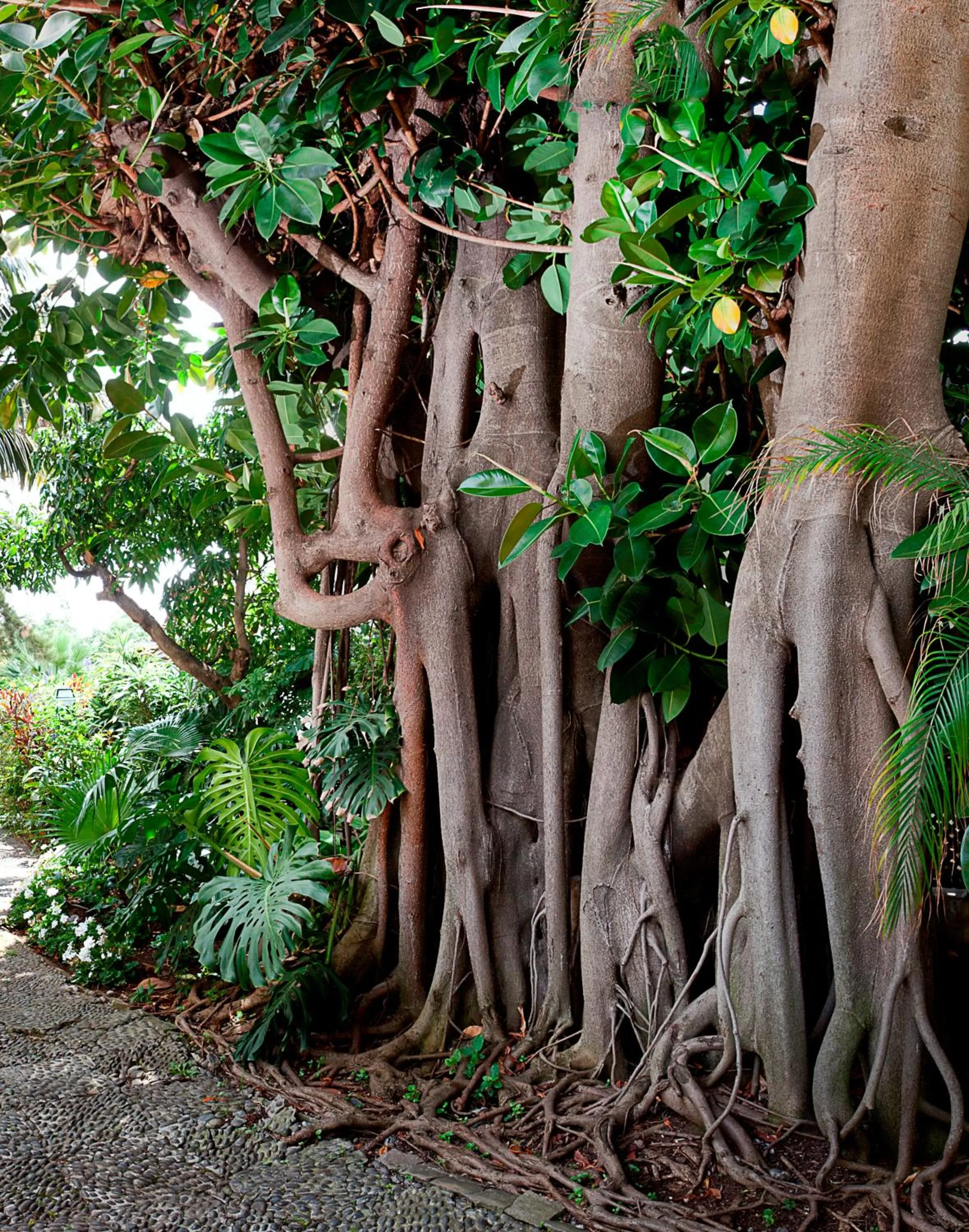 Garden in Vila Vicência