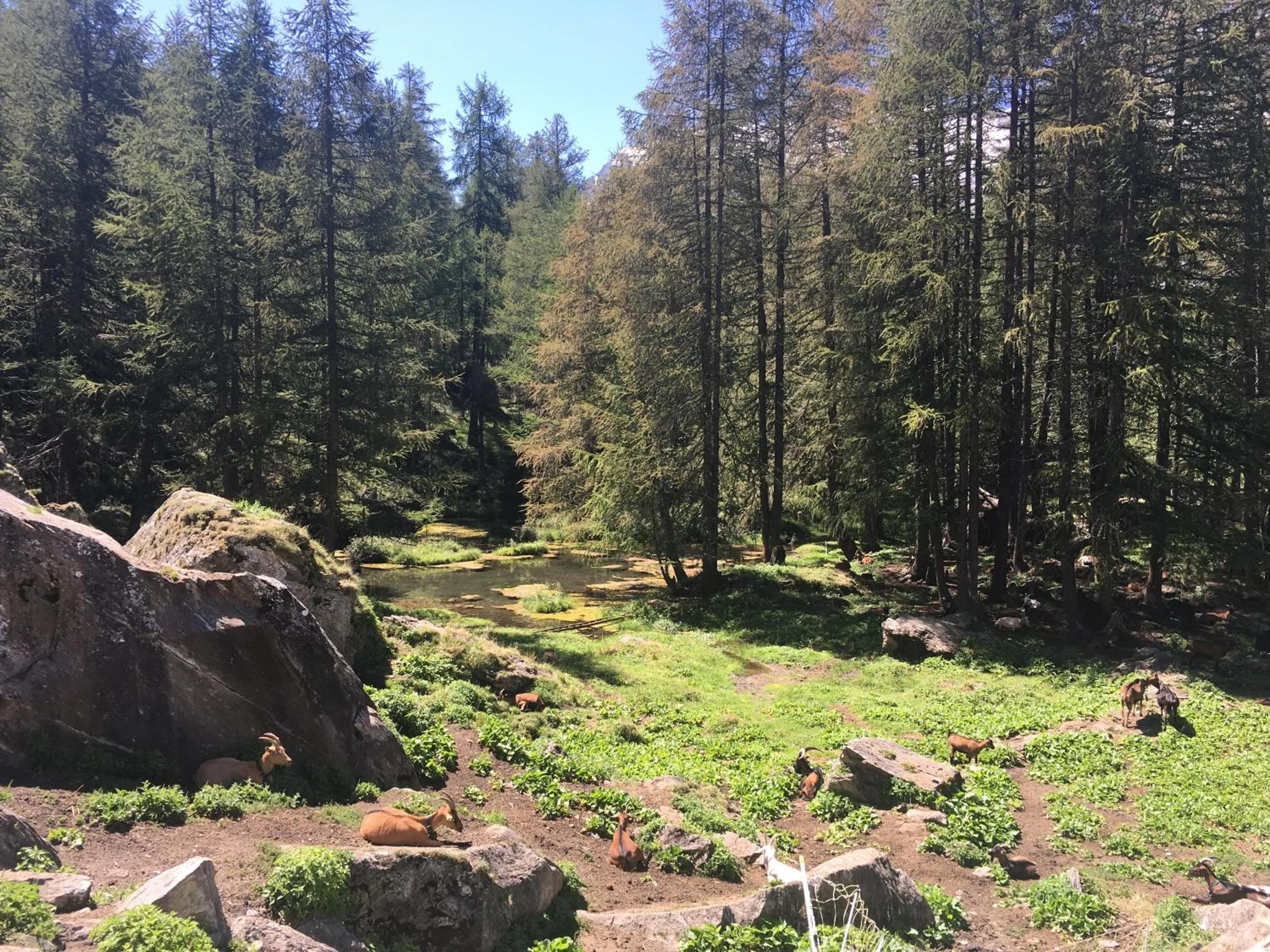 Natural landscape in Montagn'Arcs