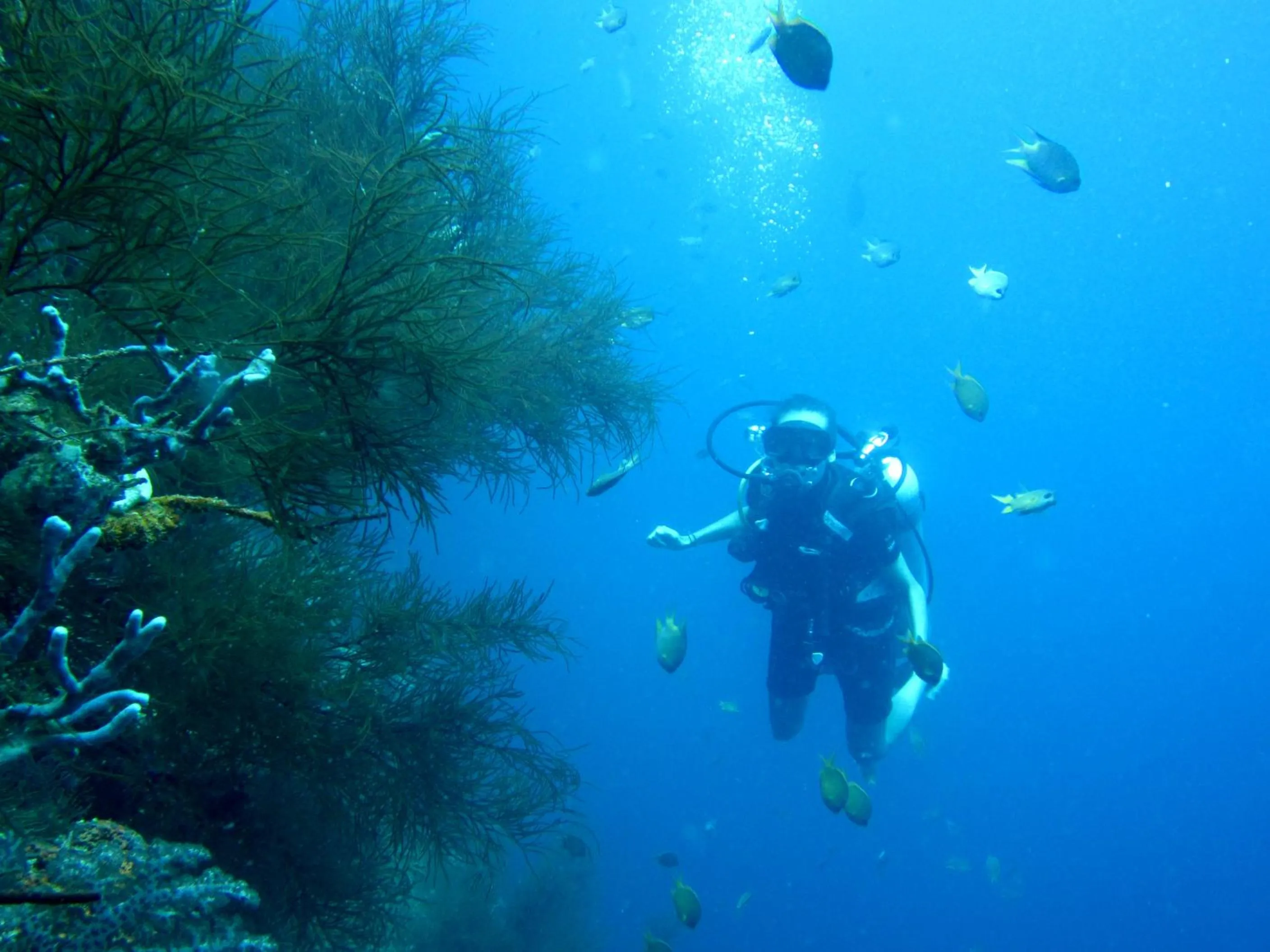 Diving in Umma Bali Menjangan Retreat