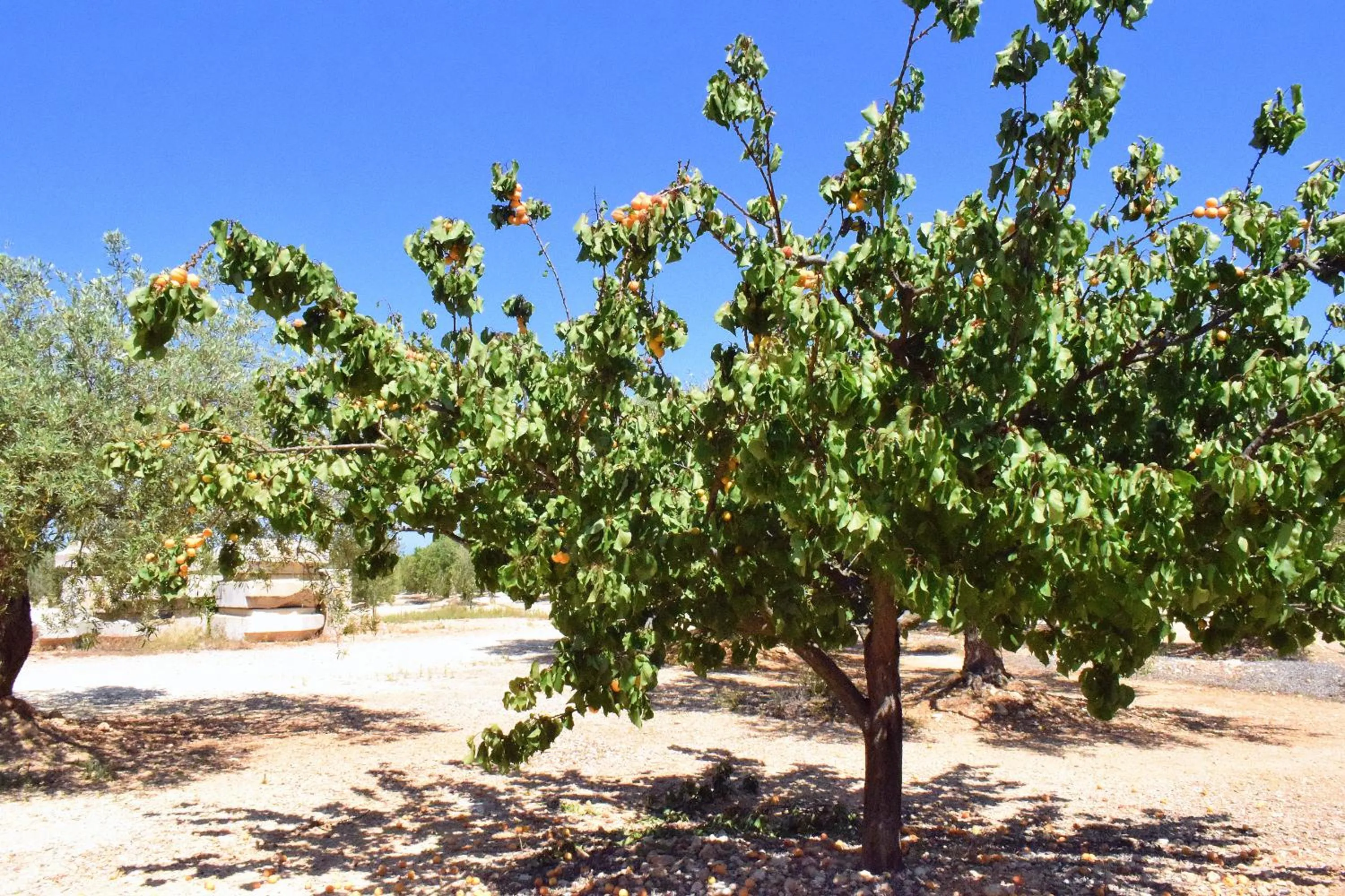Spring in Cau d'Amor