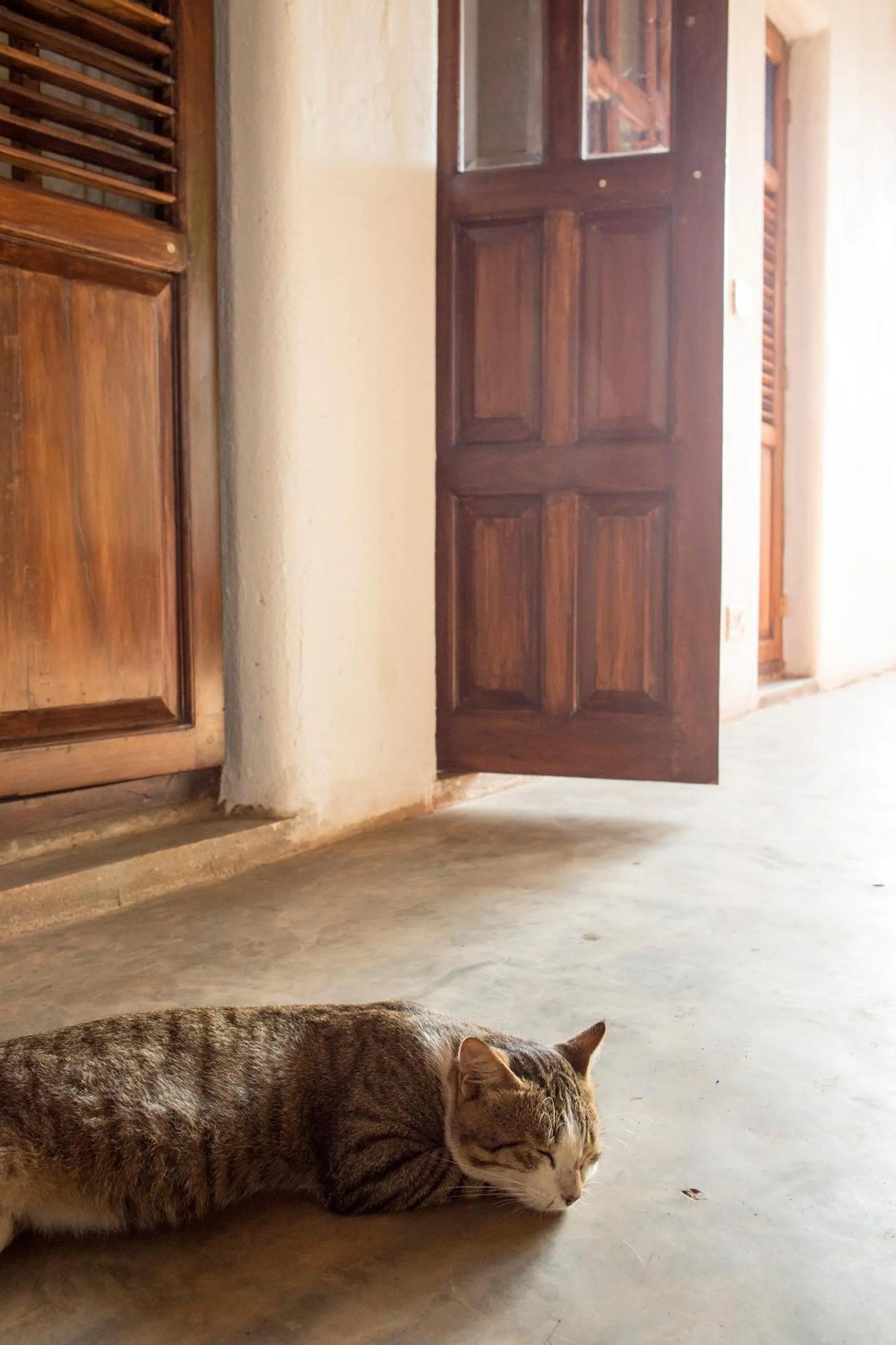 Pets in The Hammock Goa