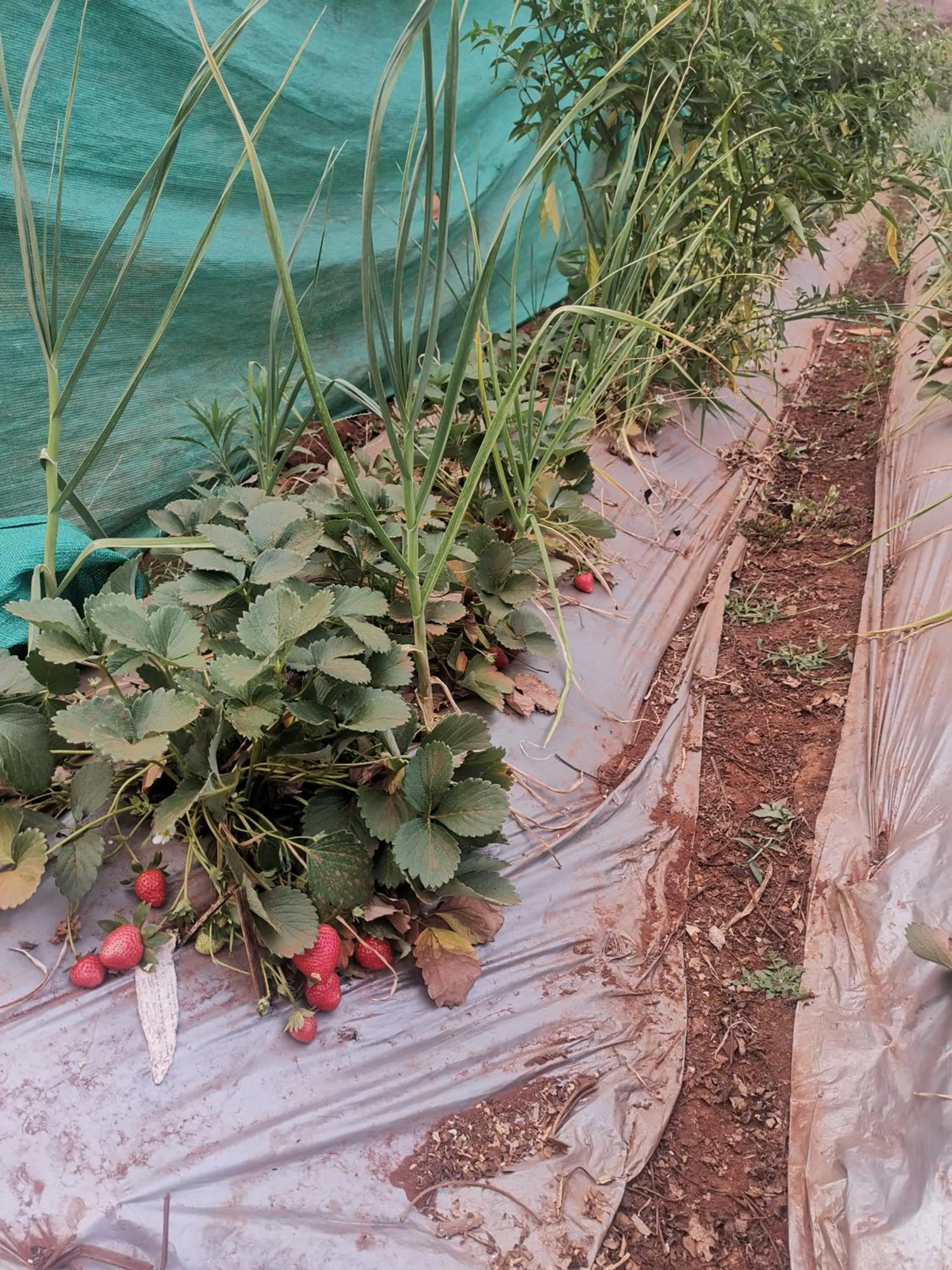 Area and facilities in Shivshrushti Agro Tourism & River Camp Tapola