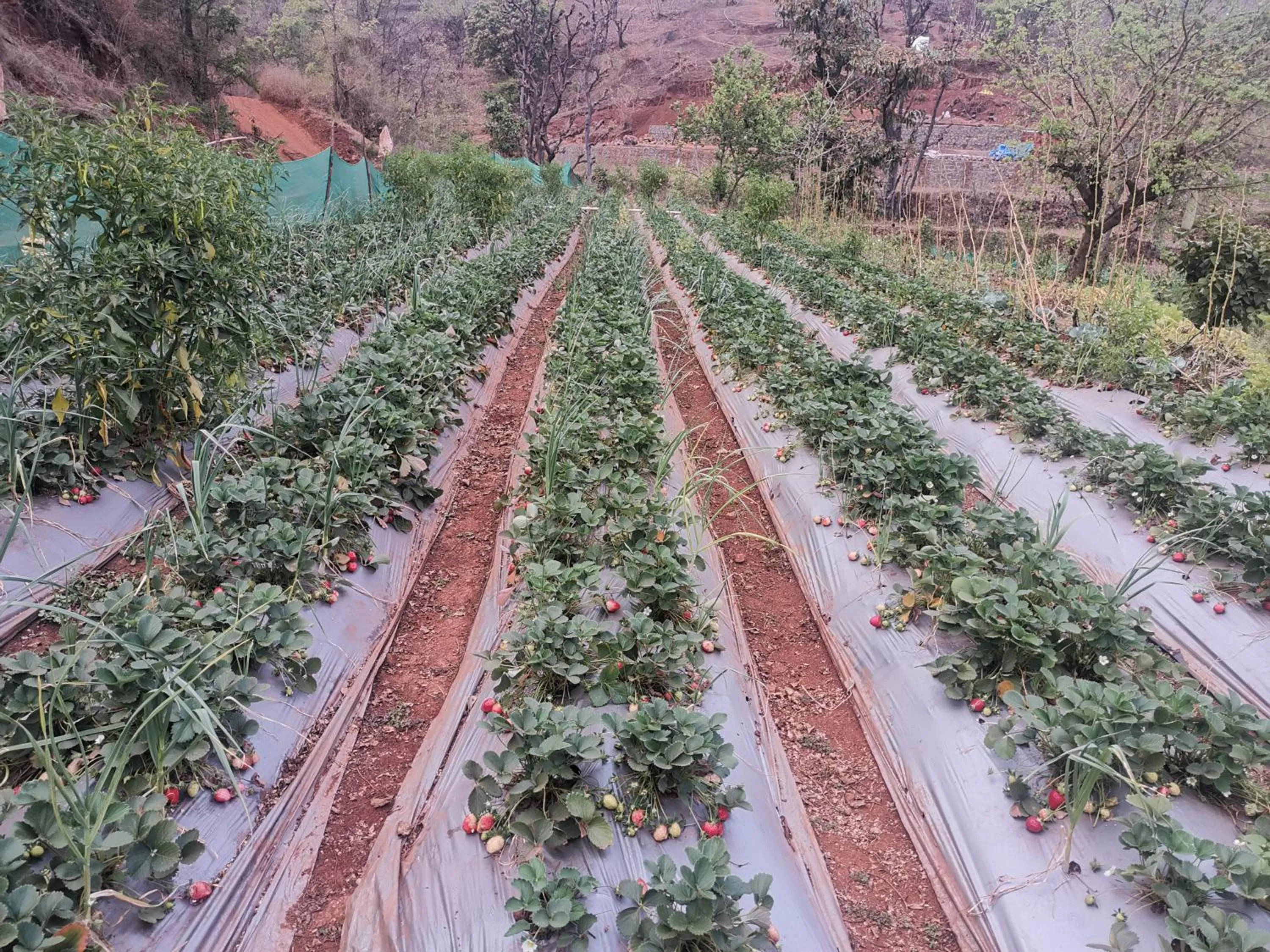Mountain view in Shivshrushti Agro Tourism & River Camp Tapola