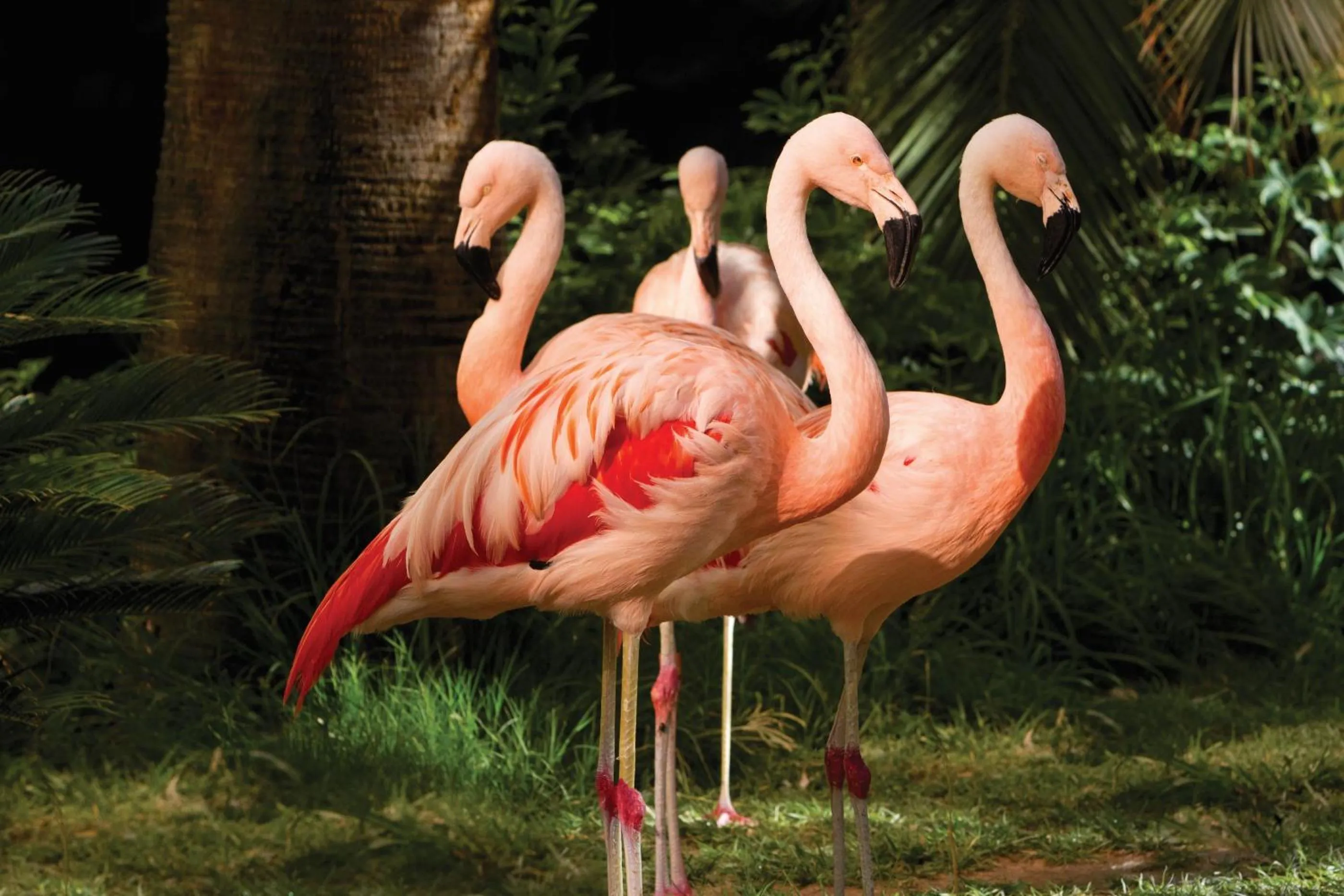Garden in Flamingo Las Vegas Hotel & Casino