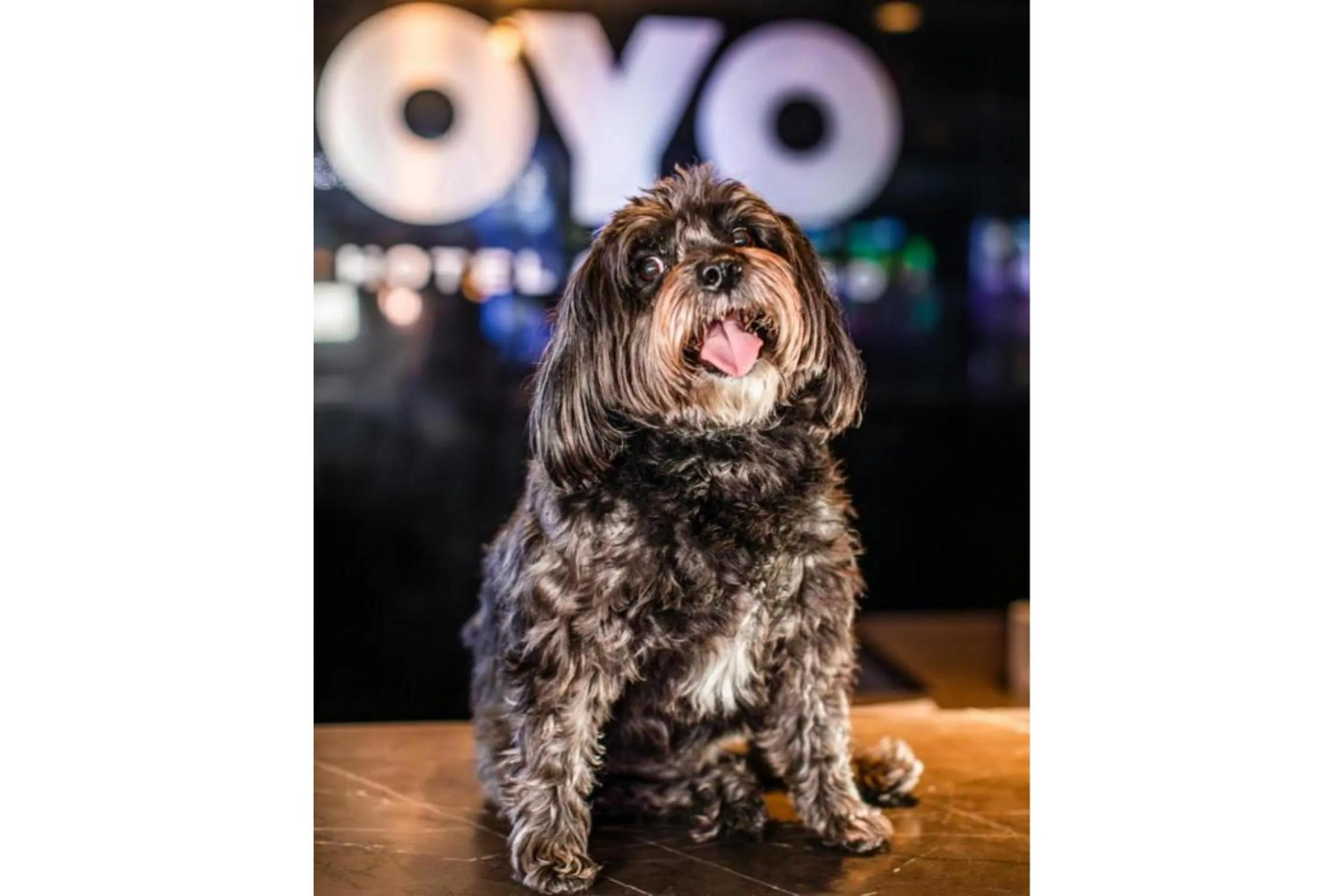 pet friendly in OYO Hotel and Casino Las Vegas