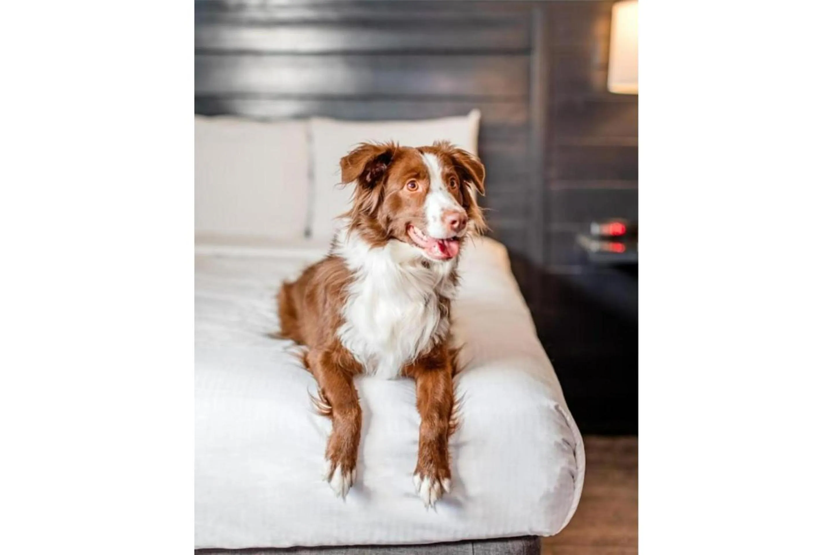 pet friendly in OYO Hotel and Casino Las Vegas