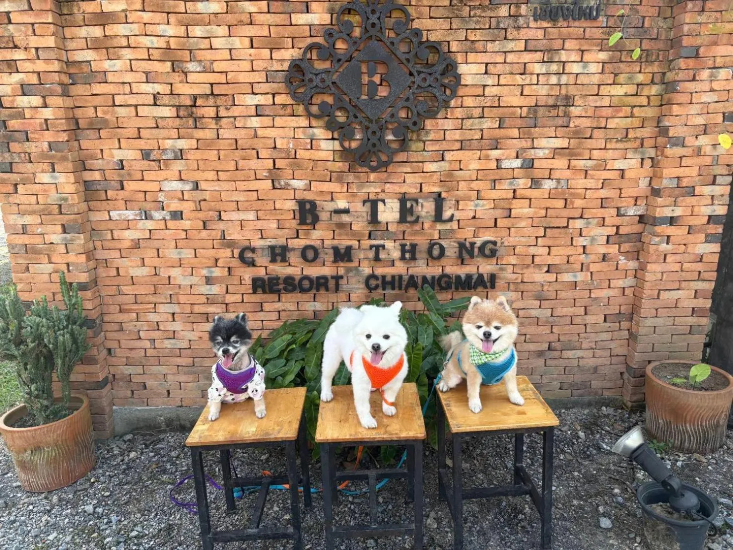 B-tel Chomthong resort Chiang mai