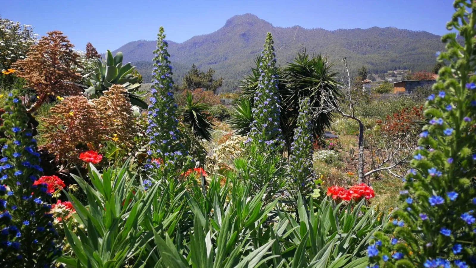 Finca Primavera